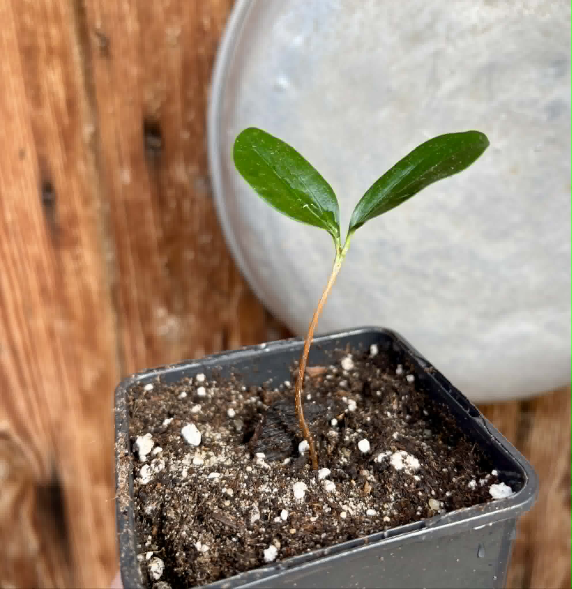 Aquai (Chrysophyllum gonocarpum var. BIG Itacare)  -  1 potted seedling / 1 getopfter Sämling