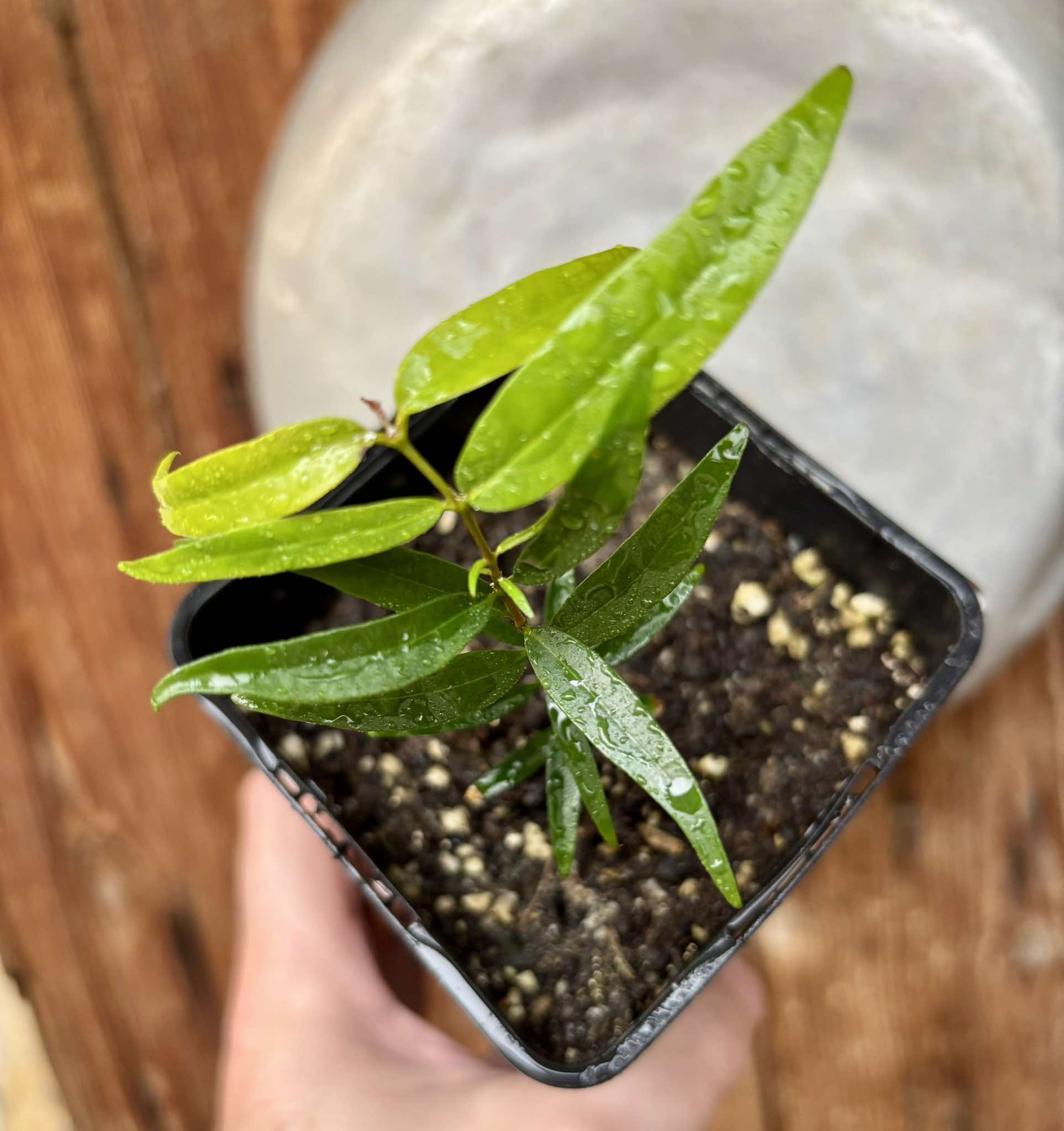 Marliera sp Cheirosa -  1 potted plant / 1 getopfte Pflanze