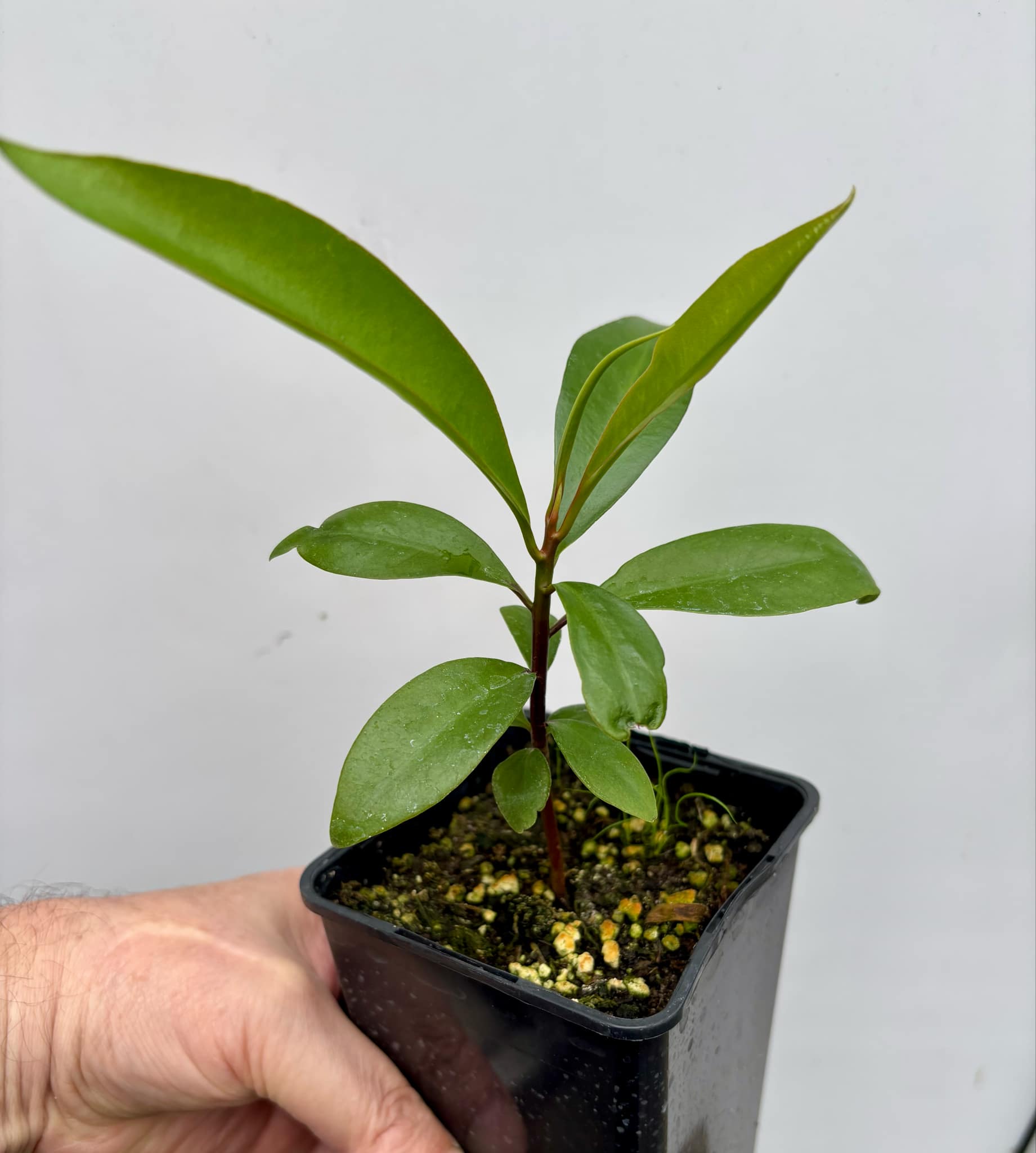 Ardisia elliptica - 1 potted seedling / 1 getopfter Sämling