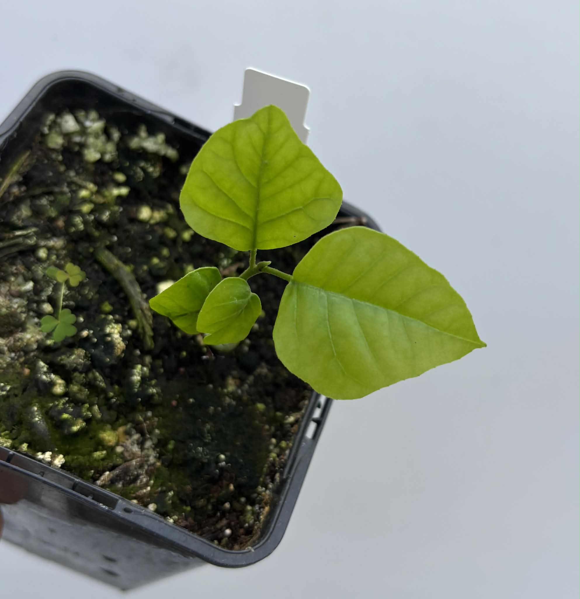 Wampee (Clausena lansium) - 1 potted seedling / 1 getopfter Sämling