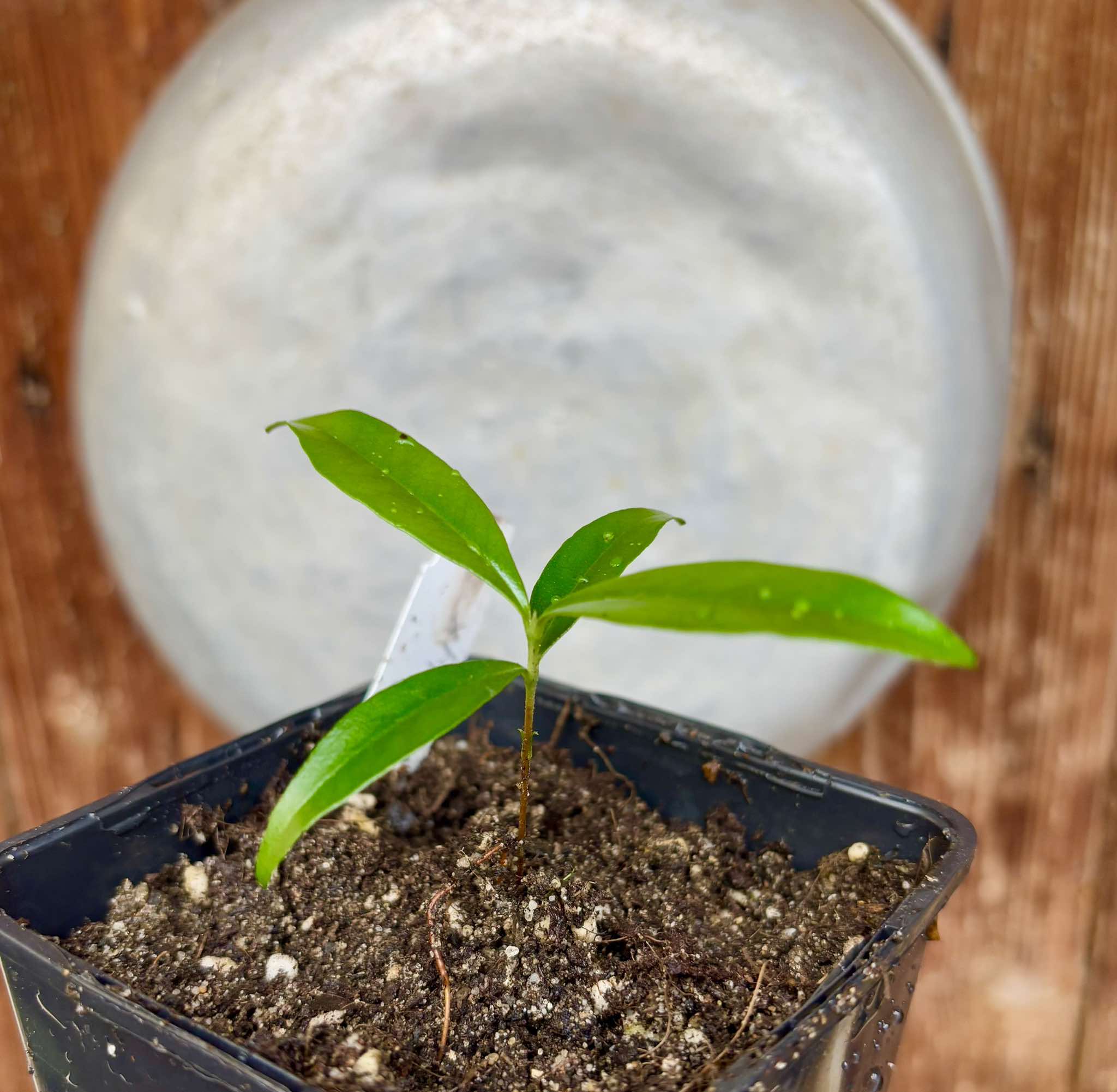 Guapijuim (Eugenia sclerocalyx) - 1 small potted seedling / 1 kleiner, getopfter Sämling Guapijuim (Eugenia sclerocalyx) - 1 small potted seedling / 1 kleiner, getopfter Sämling