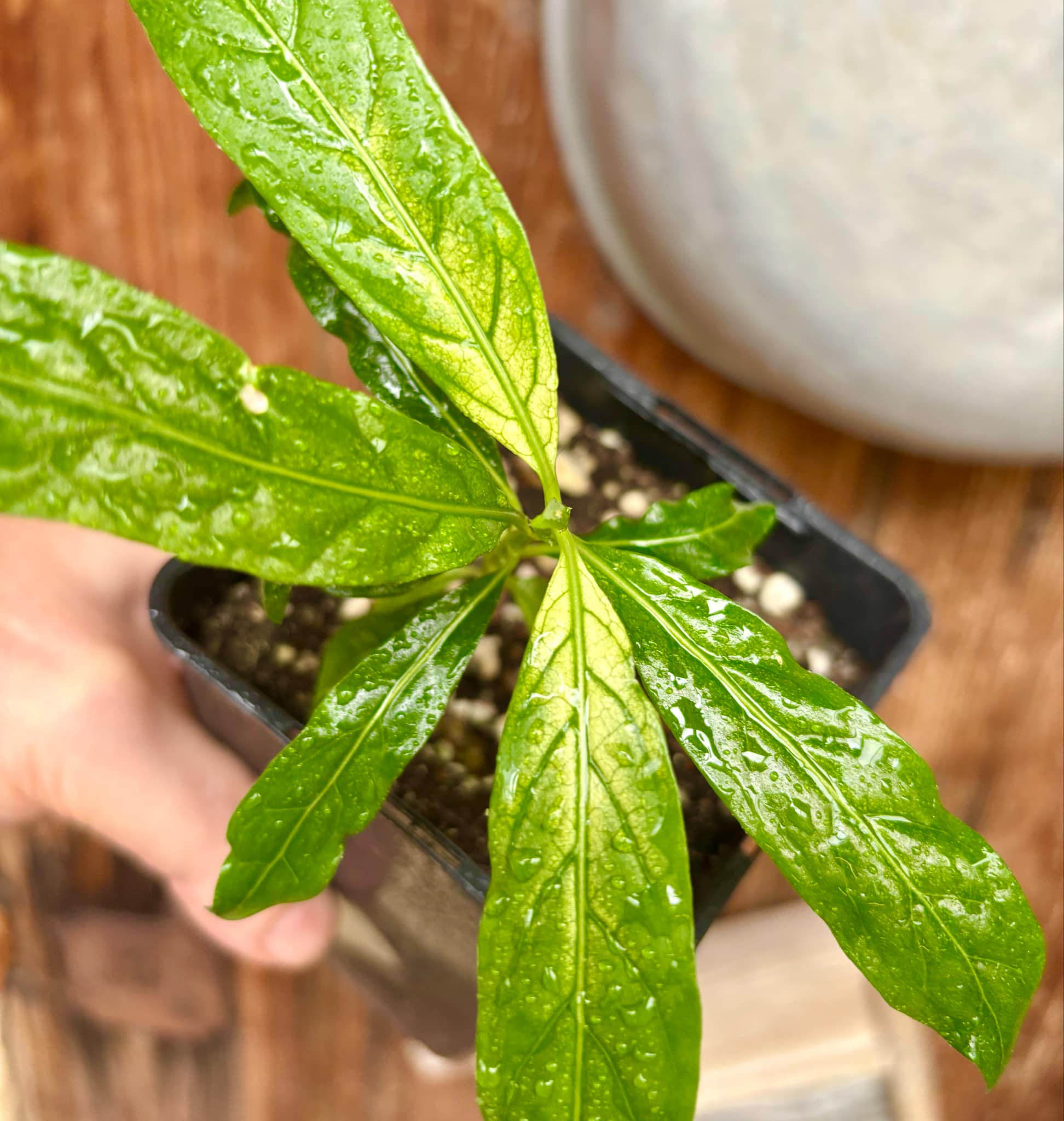 Noni Variegated (Morinda citrifolia) - 1 potted plant / 1 getopfte Pflanze