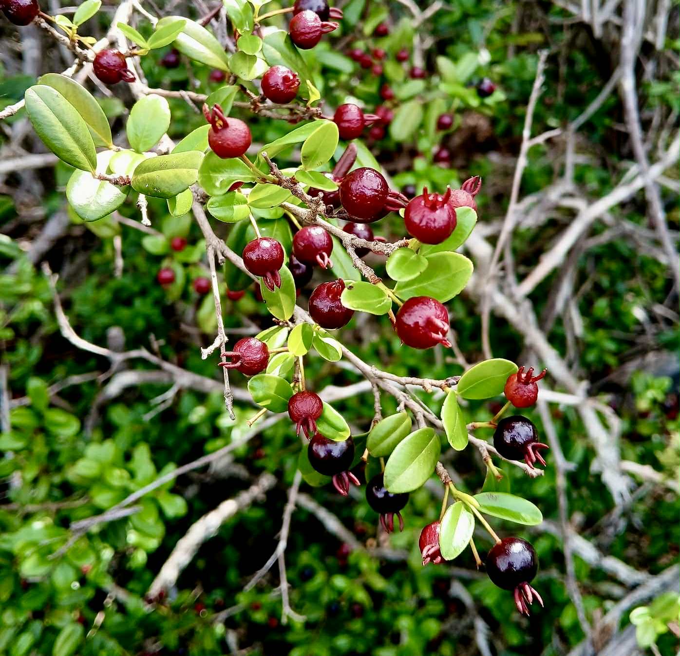 Eugenia ligustrina - 1 fresh seed / 1 frischer Samen