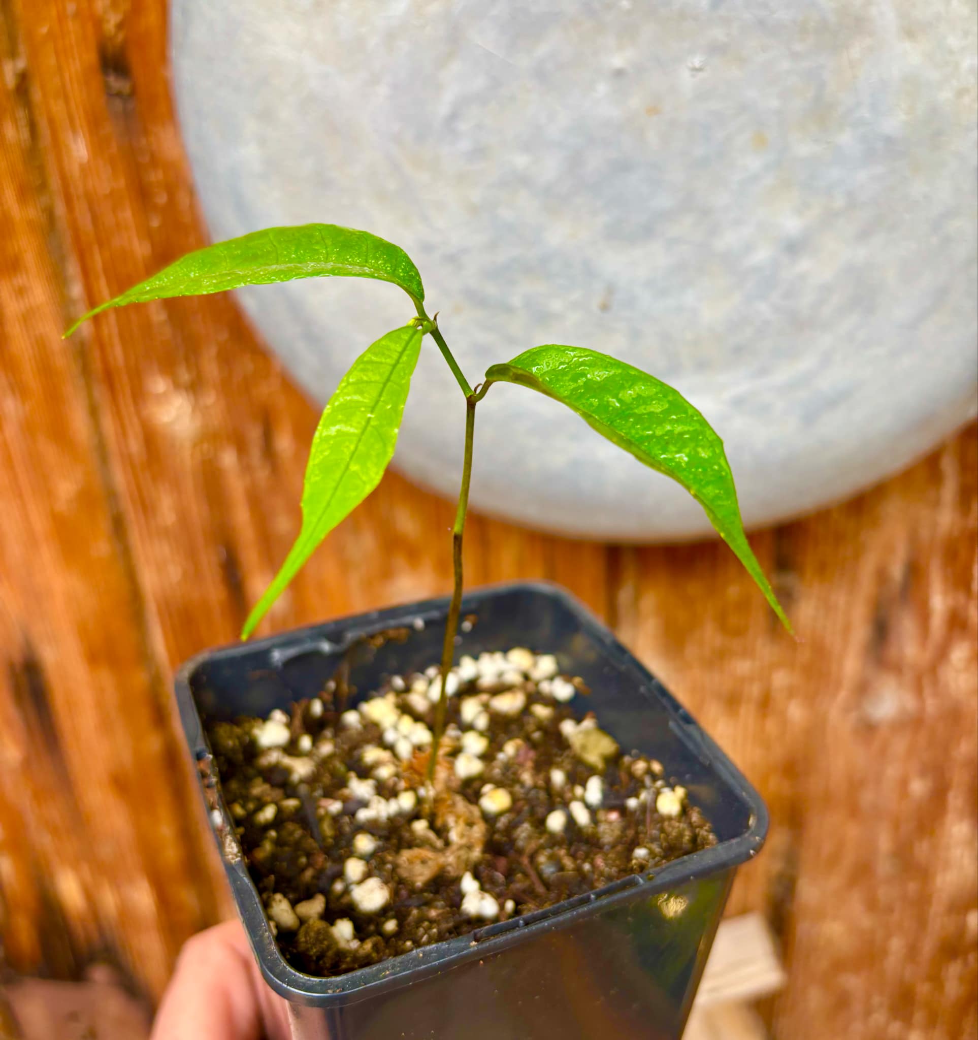 Kesusu (Prainea limpato) - 1 small potted seedling / 1 kleiner, getopfter Sämling Kesusu (Prainea limpato) - 1 small potted seedling / 1 kleiner, getopfter Sämling