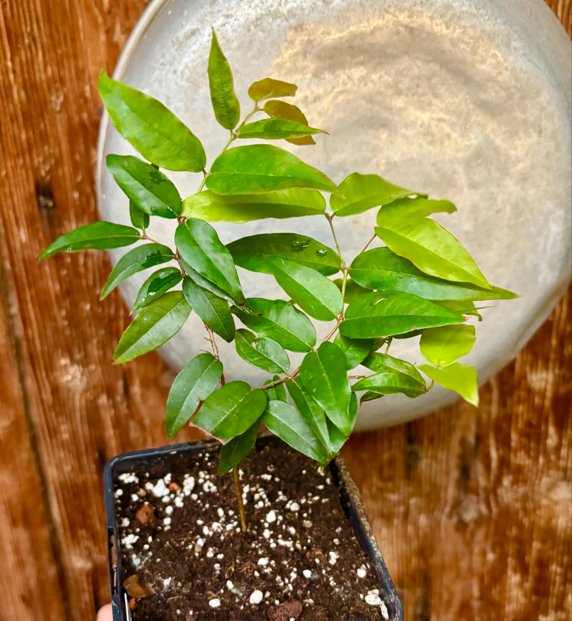 over 2 years old - Jaboticaba Acu Paulista (Plinia cauliflora) - 1 potted plant / 1 getopfte Pflanze