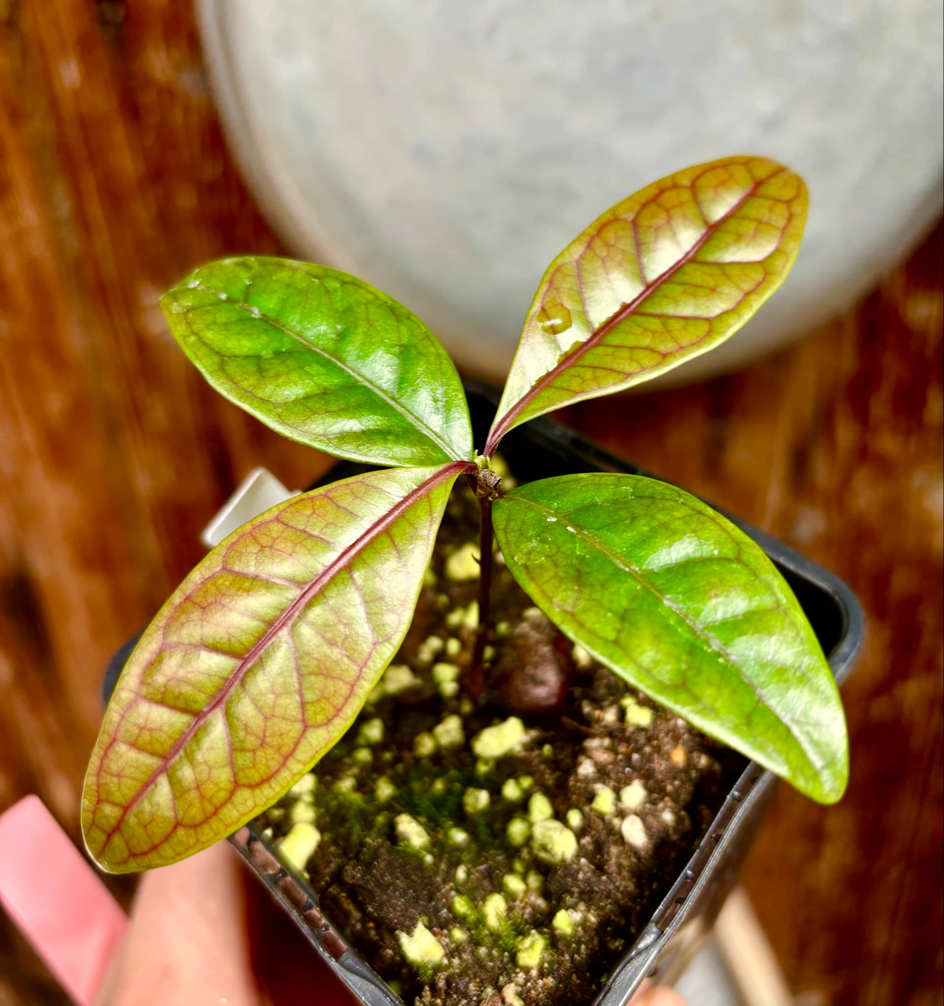 Eugenia sp de Talo -  1 small potted seedling / 1 kleiner, getopfter Sämling