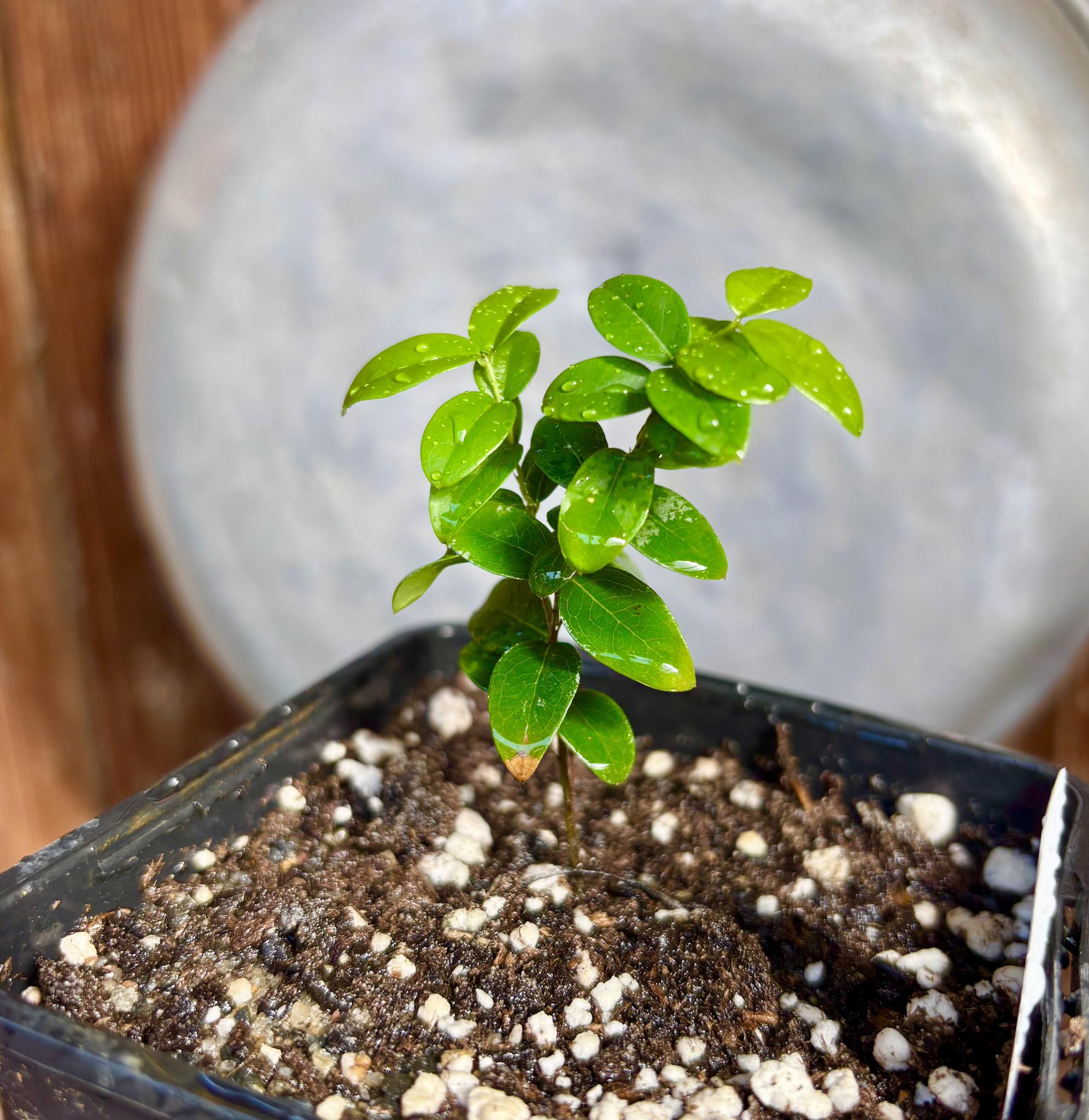 Jaboticaba - Plinia sp Canelinha Polpa rosea - 1 small potted seedling / 1 kleiner, getopfter Sämling
