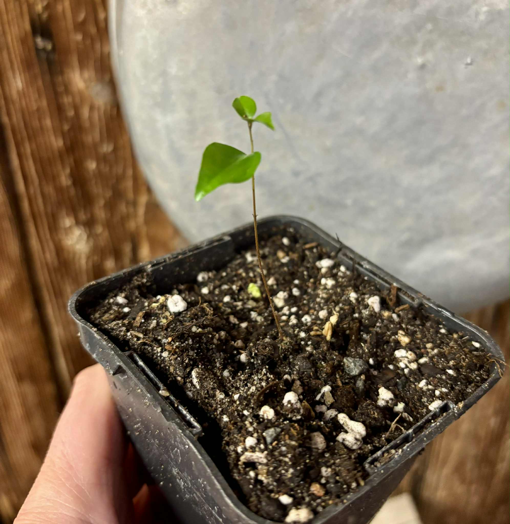 Guamirim Cereja do Sul (Eugenia modesta) - 1 potted seedling / 1 getopfter Sämling
