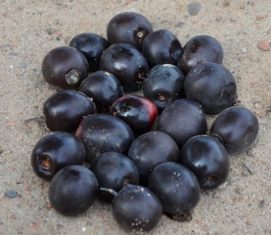 Jaramantaia (Vitex cymosa) - 1 germinated seed / 1 gekeimter Samen