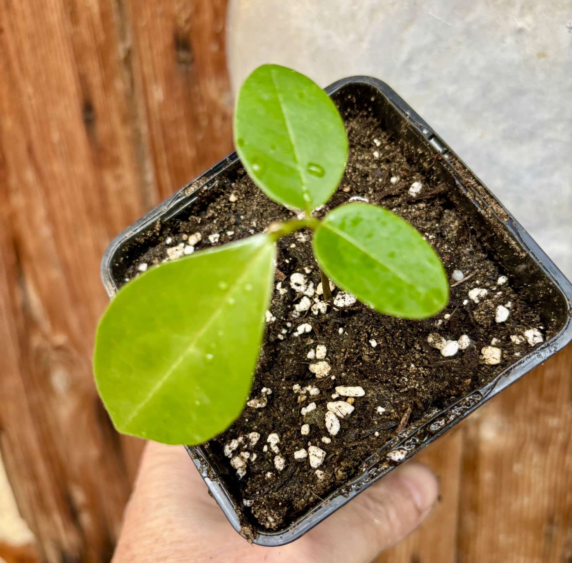 Annona aff excellens - 1 potted seedling / 1 getopfter Sämling
