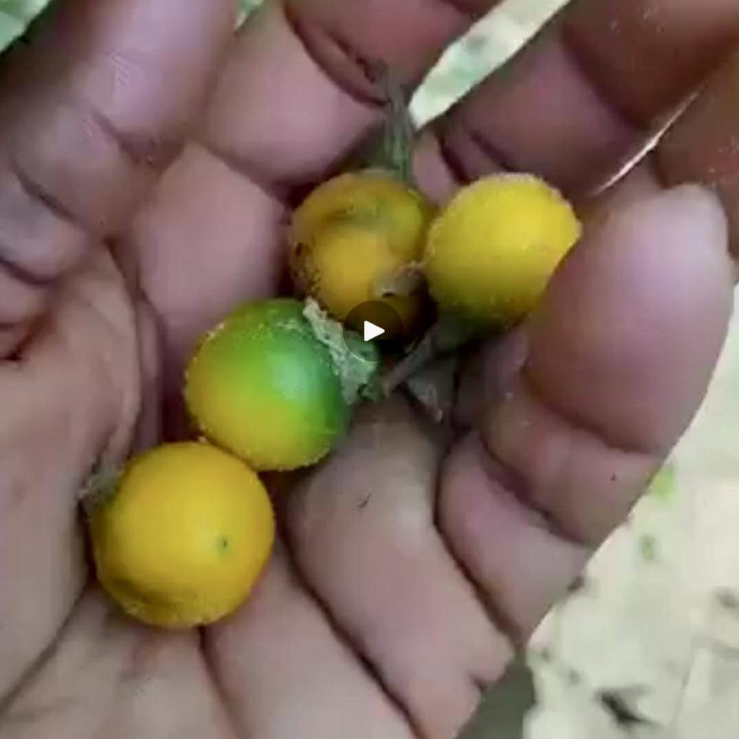 Solanum sp. Mata Escura - 1 potted plant / 1 getopfte Pflanze