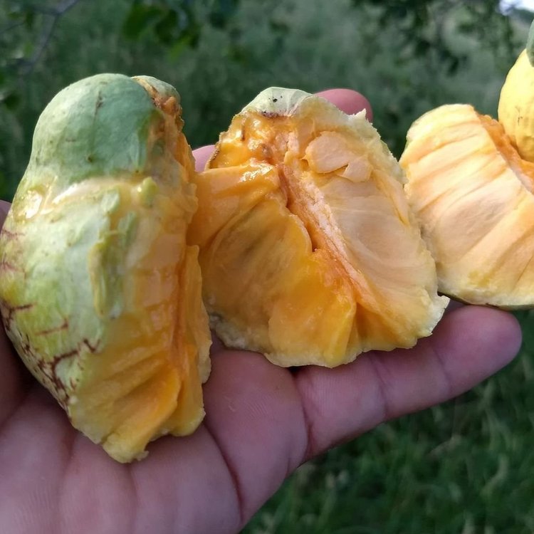 Araticum Pinha (Annona vepretorum)  - 1 fresh seed / 1 frischer Samen