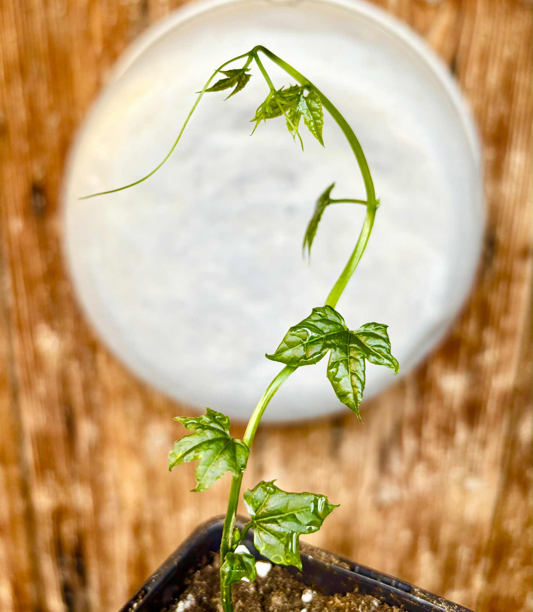 GAC Fruit (Momordica cochinchinensis) - 1 potted seedling / 1 getopfter Sämling