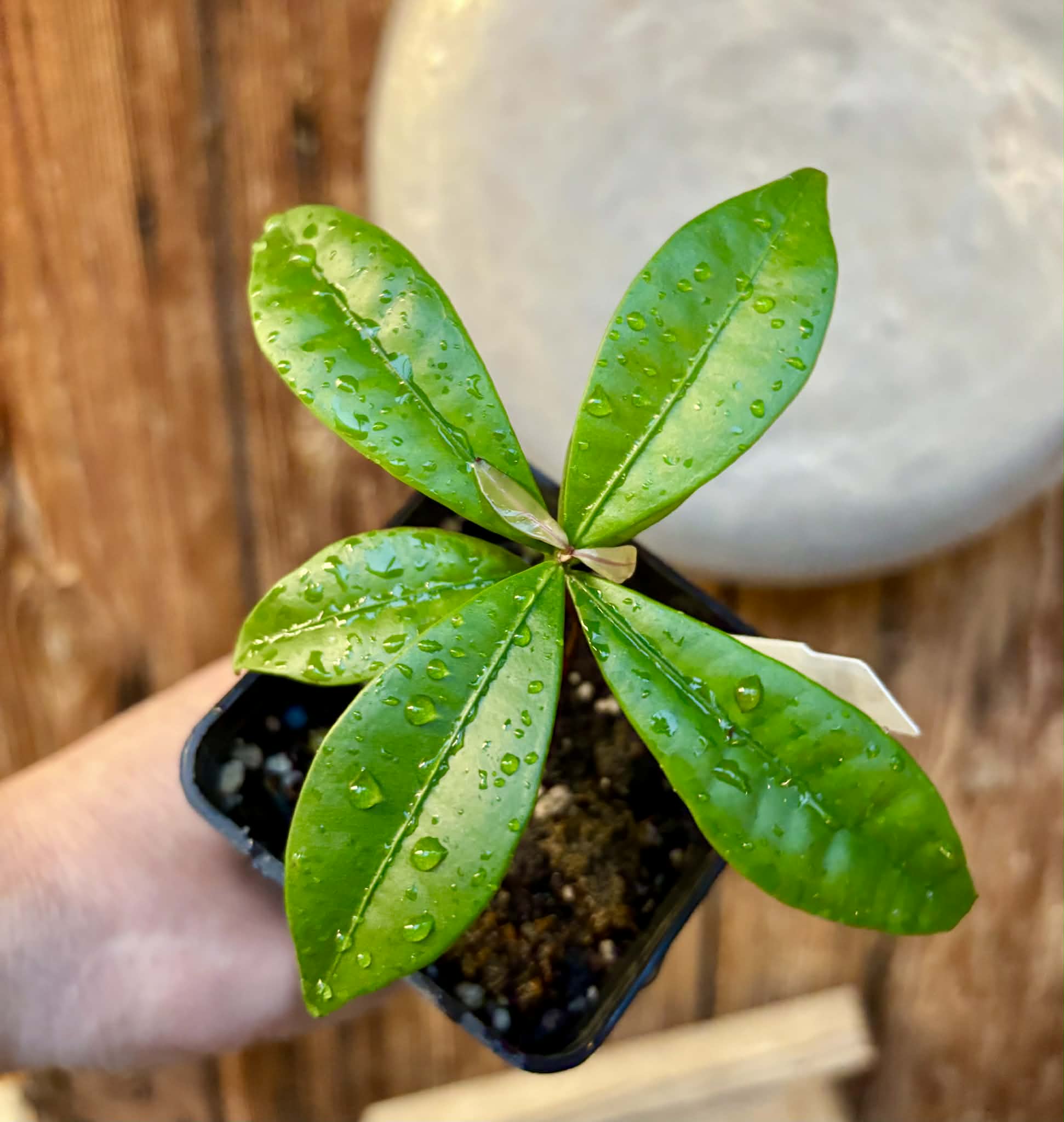 Baguaçu (Eugenia astringens) - 1 potted plant / 1 getopfte Pflanze