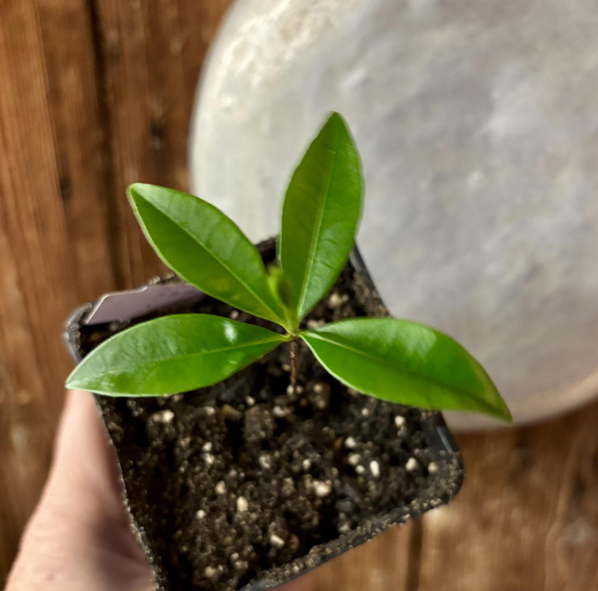 Yellow Grumixama (Eugenia brasiliensis var. leucocarpa) - 1 small potted seedling / 1 kleiner, getopfter Sämling Yellow Grumixama (Eugenia brasiliensis var. leucocarpa) - 1 small potted seedling / 1 kleiner, getopfter Sämling