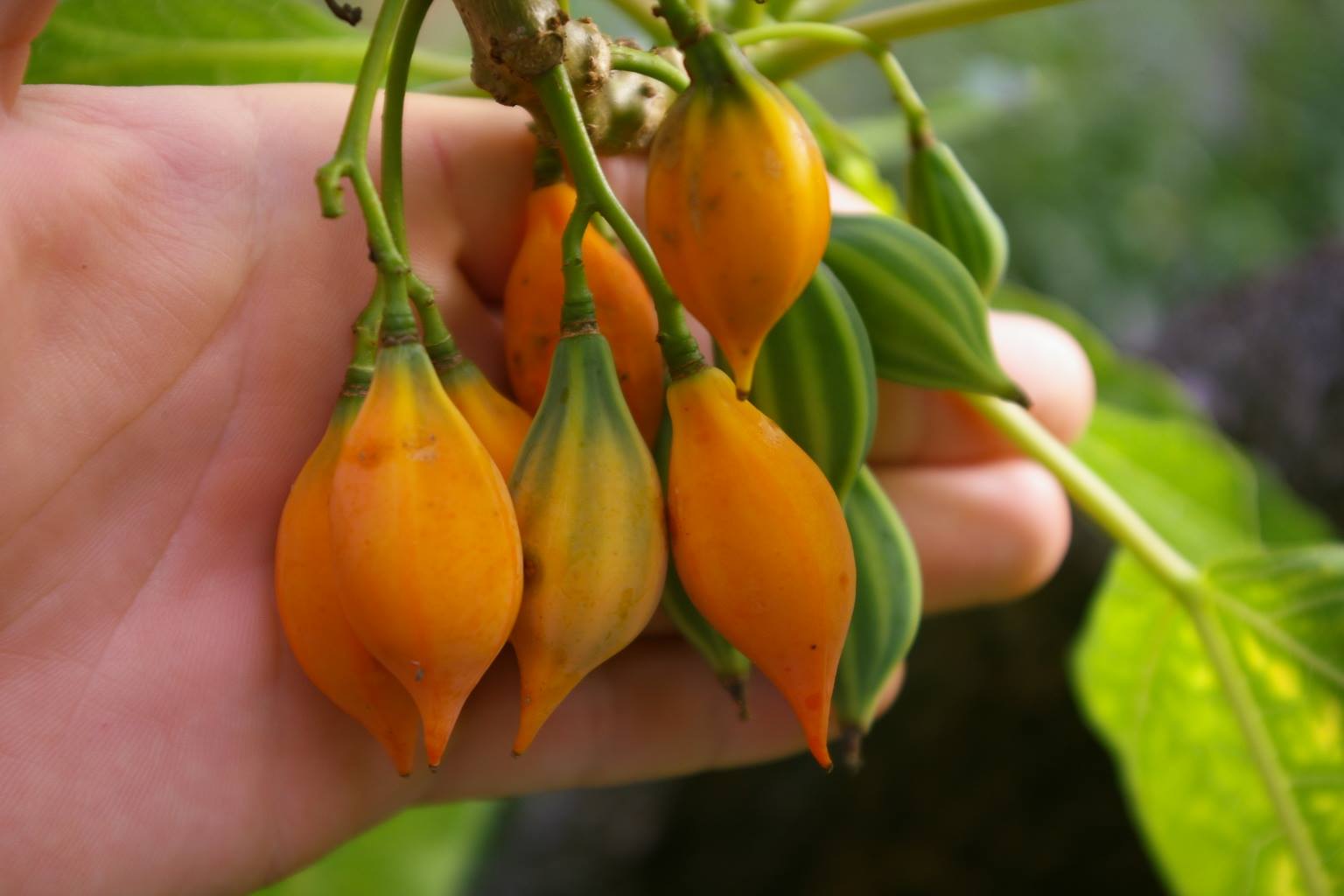Oak Leaf Papaya (Vasconcellea quercifolia) - 1 potted plant / 1 getopfte Pflanze