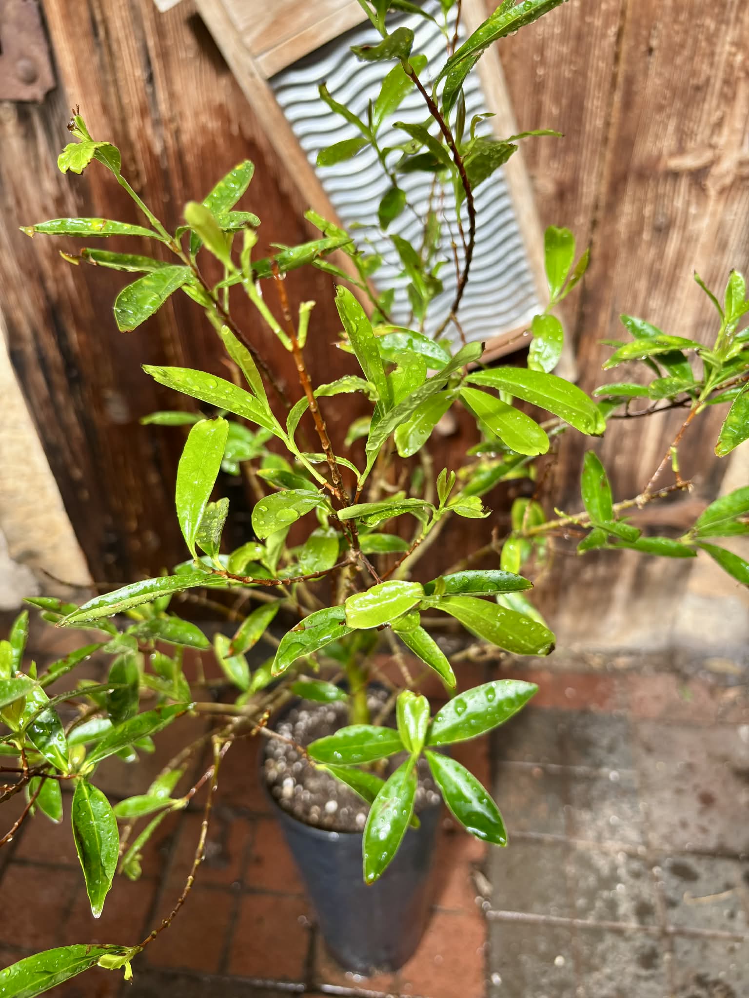 5 years old - Cherry of Rio Grande (Eugenia involucrata) - 1 potted plant / 1 getopfte Pflanze