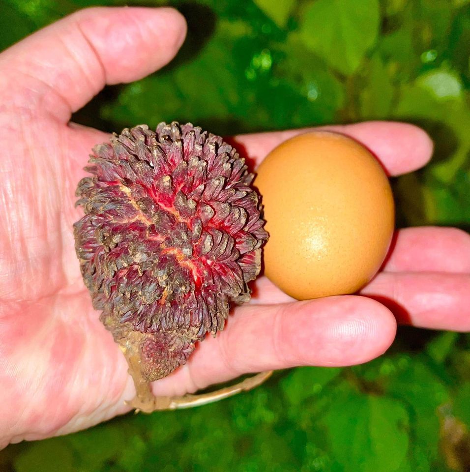Pre Order - Pulasan (Nephelium ramboutan-ake) - 1 fresh seed / 1 frischer Samen