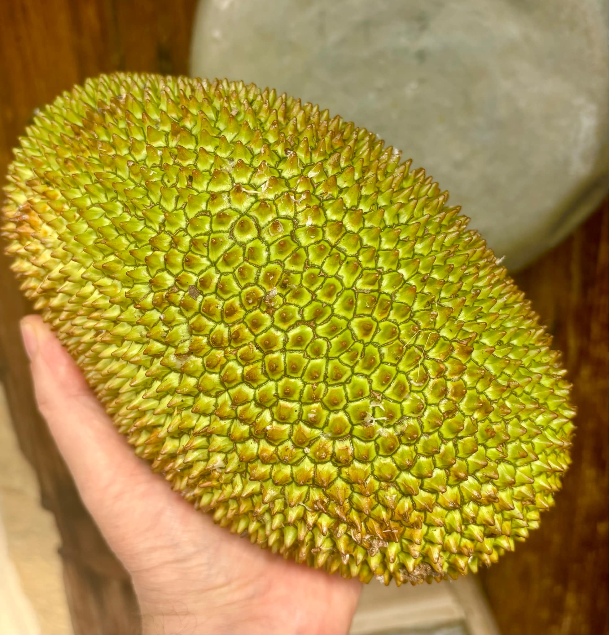 Cempedak (Artocarpus integer)  -  1 fresh seed / 1 frischer Samen
