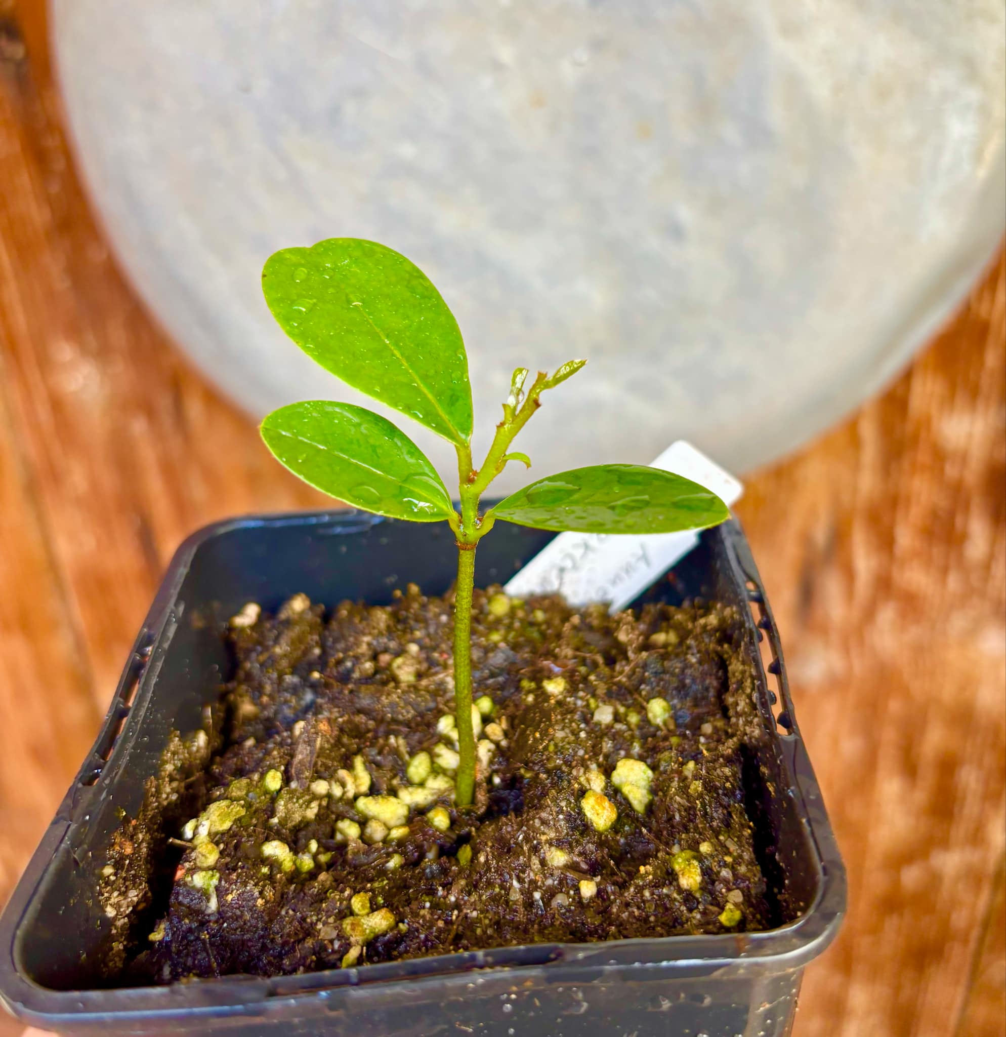 Annona aff excellens - 1 potted seedling / 1 getopfter Sämling