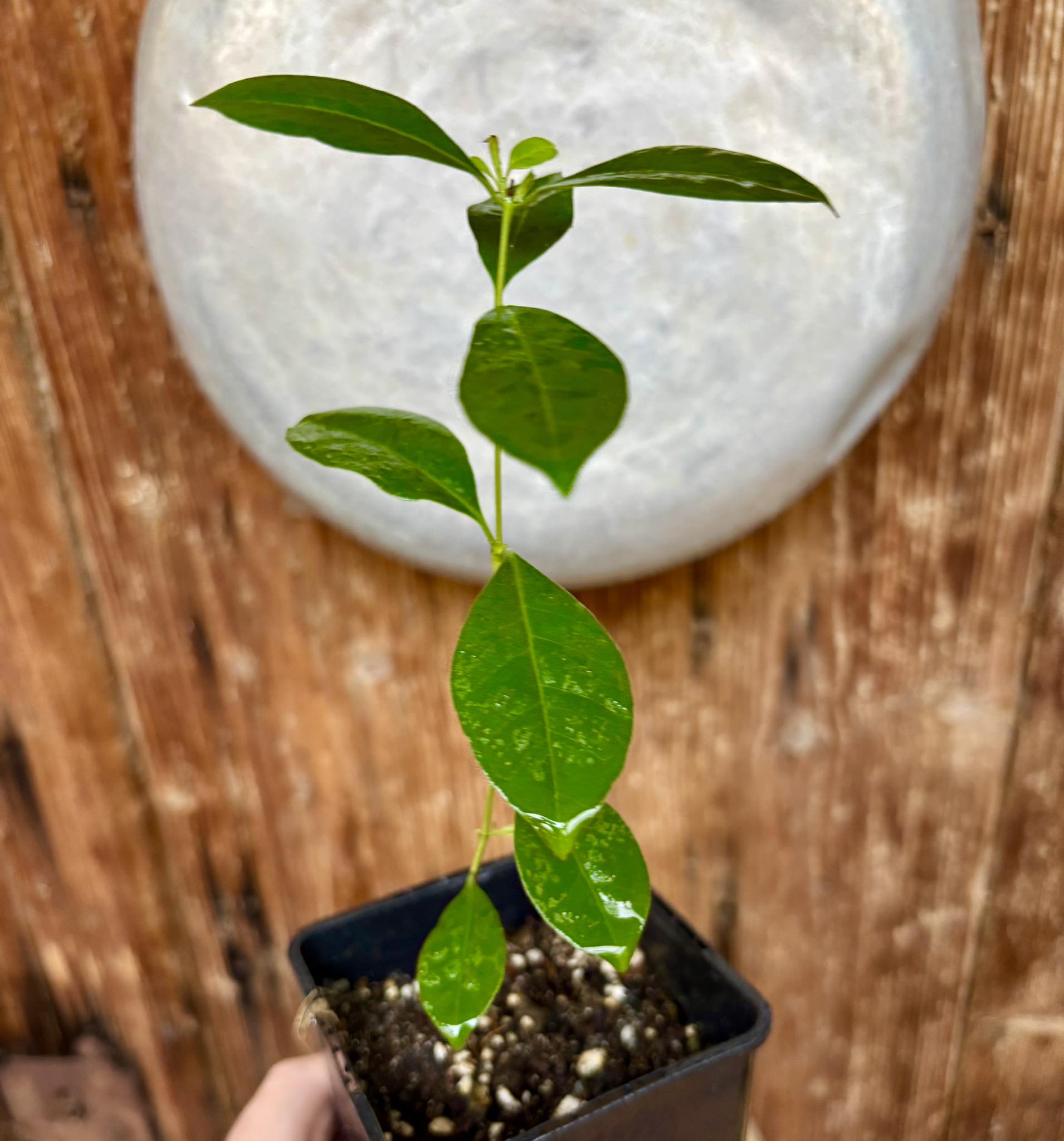 Psidium cattleyanum - Strawberry Guava  - 1 potted plant / 1 getopfte Pflanze