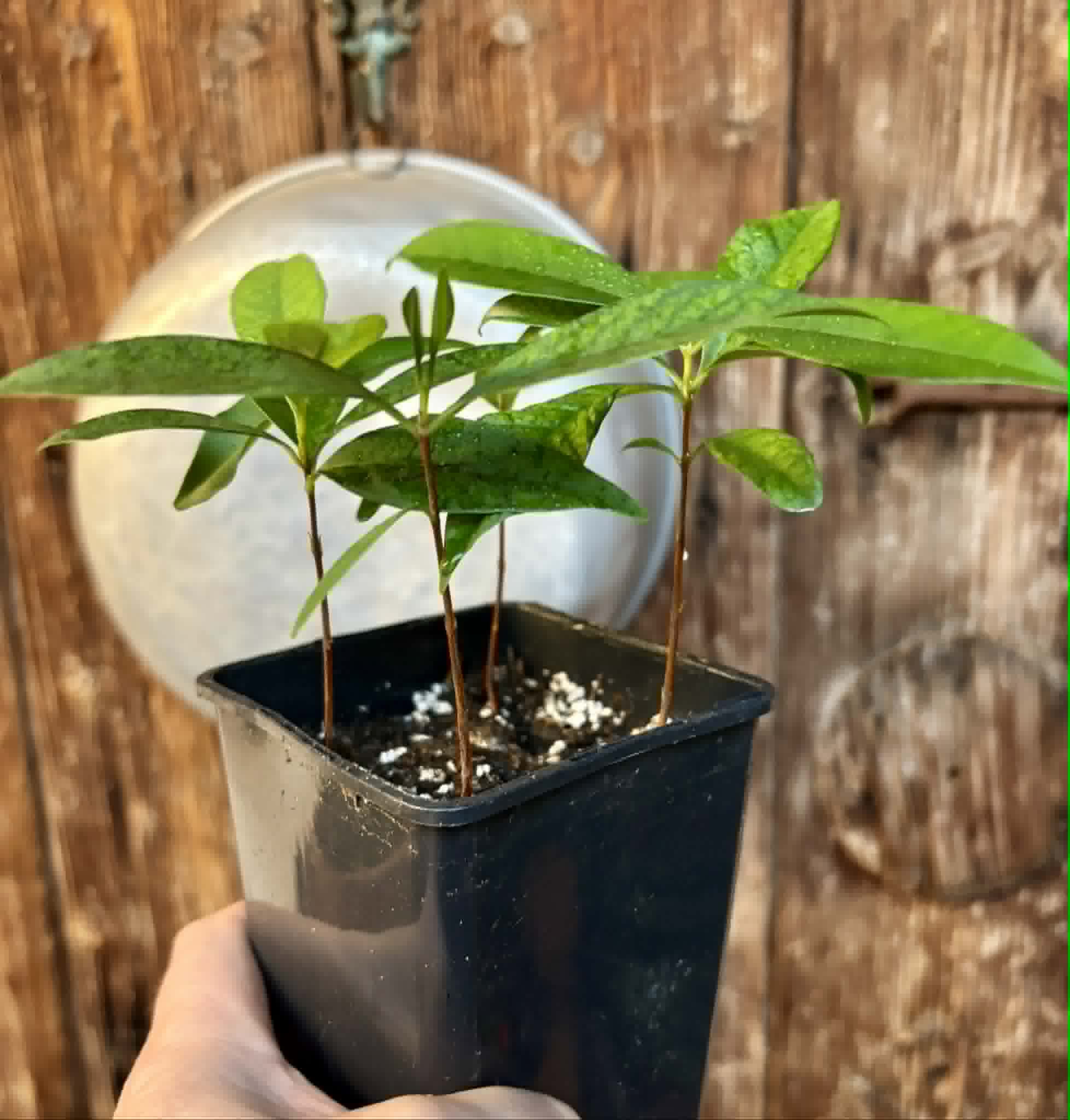 4 in 1 pot - Grumixama-açu (Eugenia villae-novae) - 4 seedlings in one pot / 4 Sämlinge in einem Topf