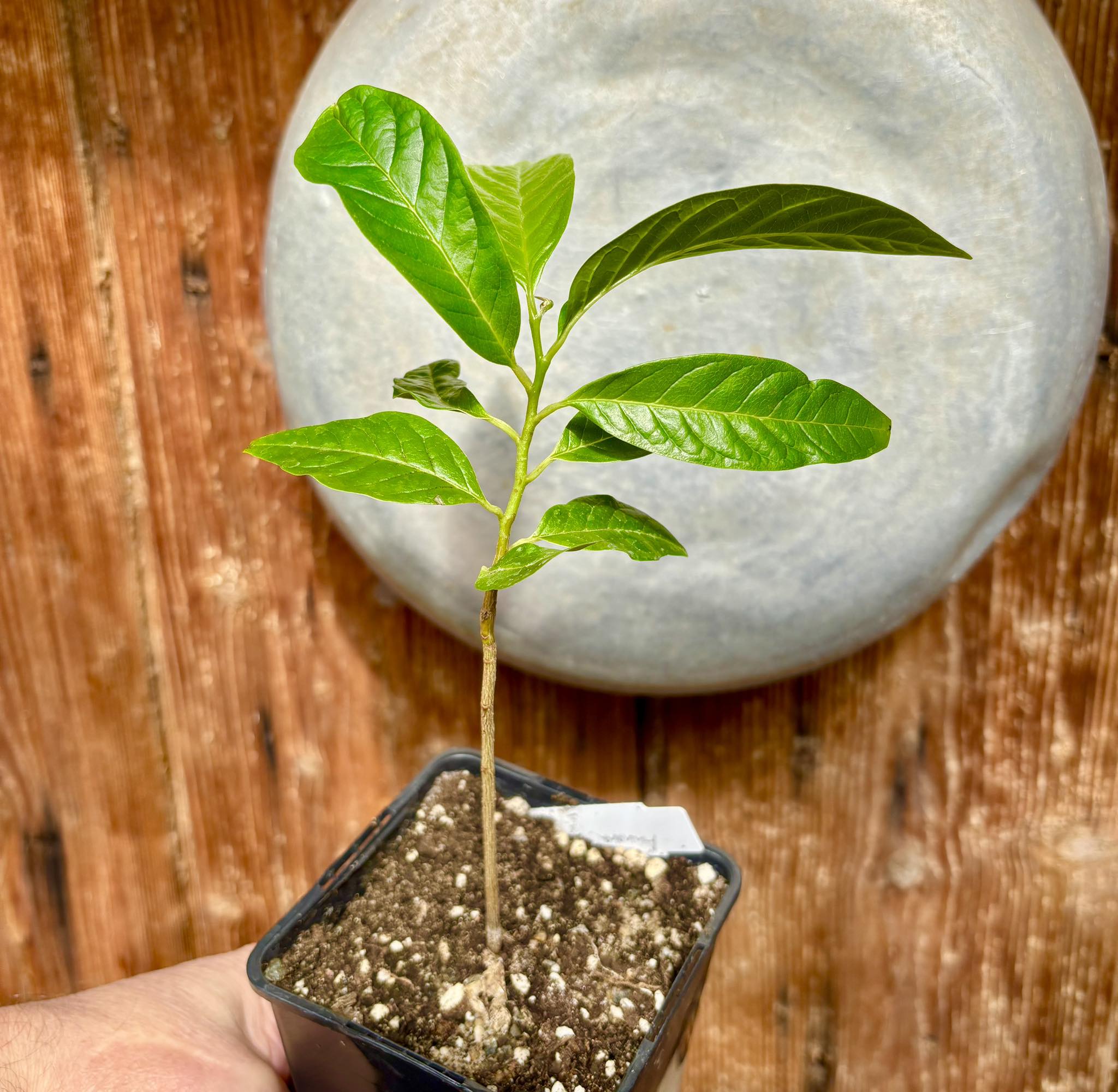 Annona reticulata big pink-red variety - 1 potted plant / 1 getopfte Pflanze