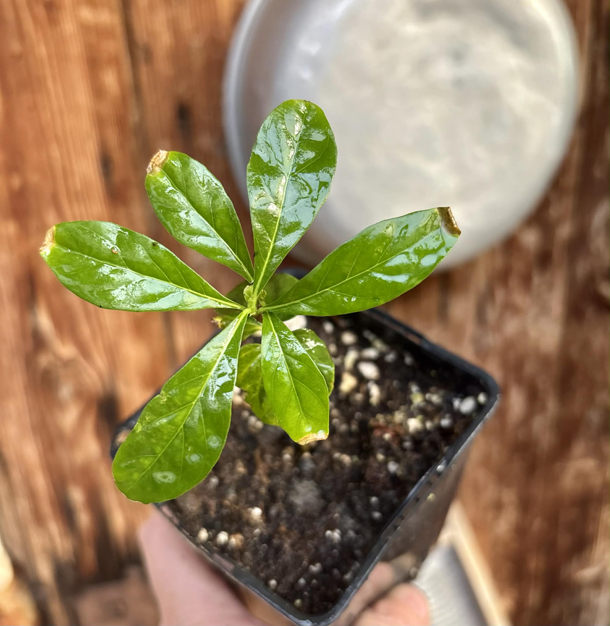 Marmixa (Pradosia lactescens) - 1 potted plant / 1 getopfte Pflanze