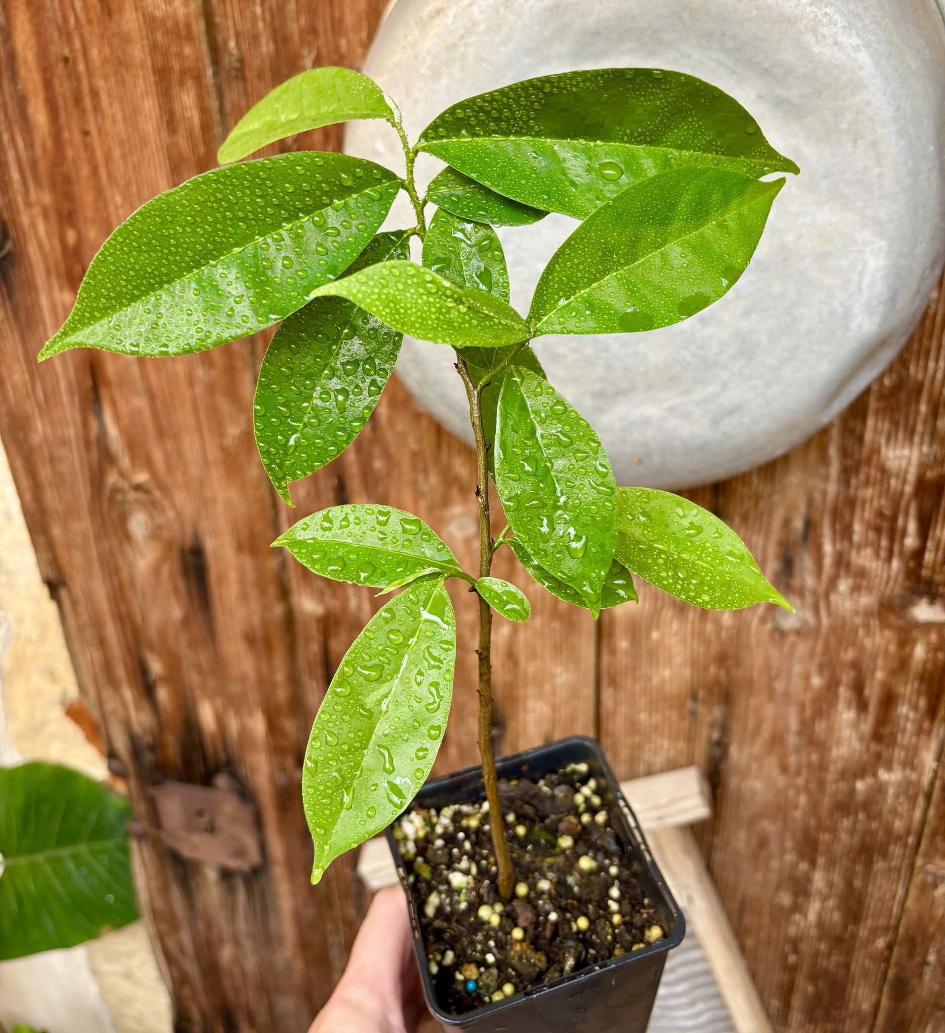 Annona muricata - Soursop / Stachelannone fiberless - 1 potted plant / 1 getopfte Pflanze