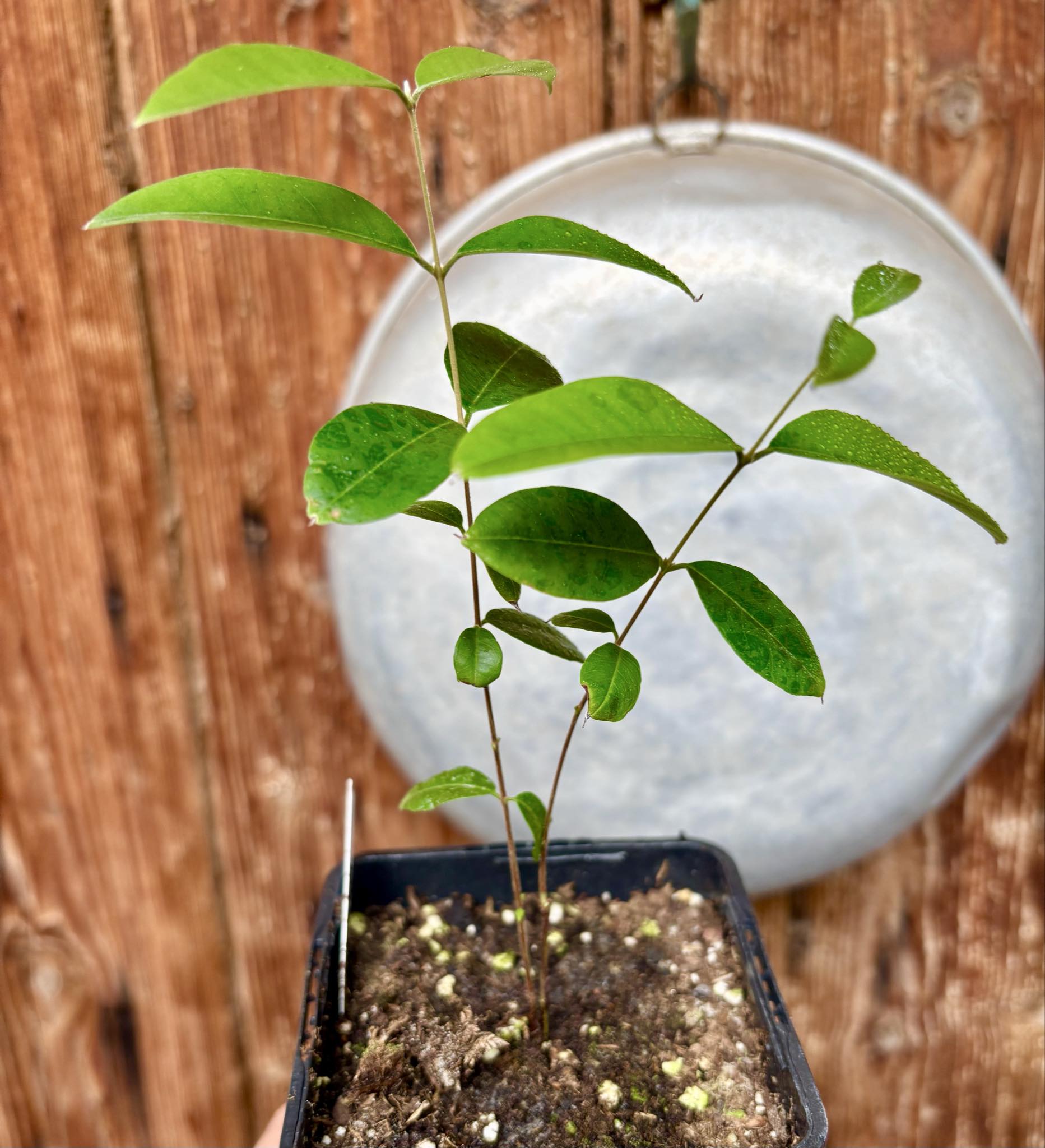Uvaia do Visconde (Eugenia beaurepairiana) - potted seedling / 1 getopfter Sämling