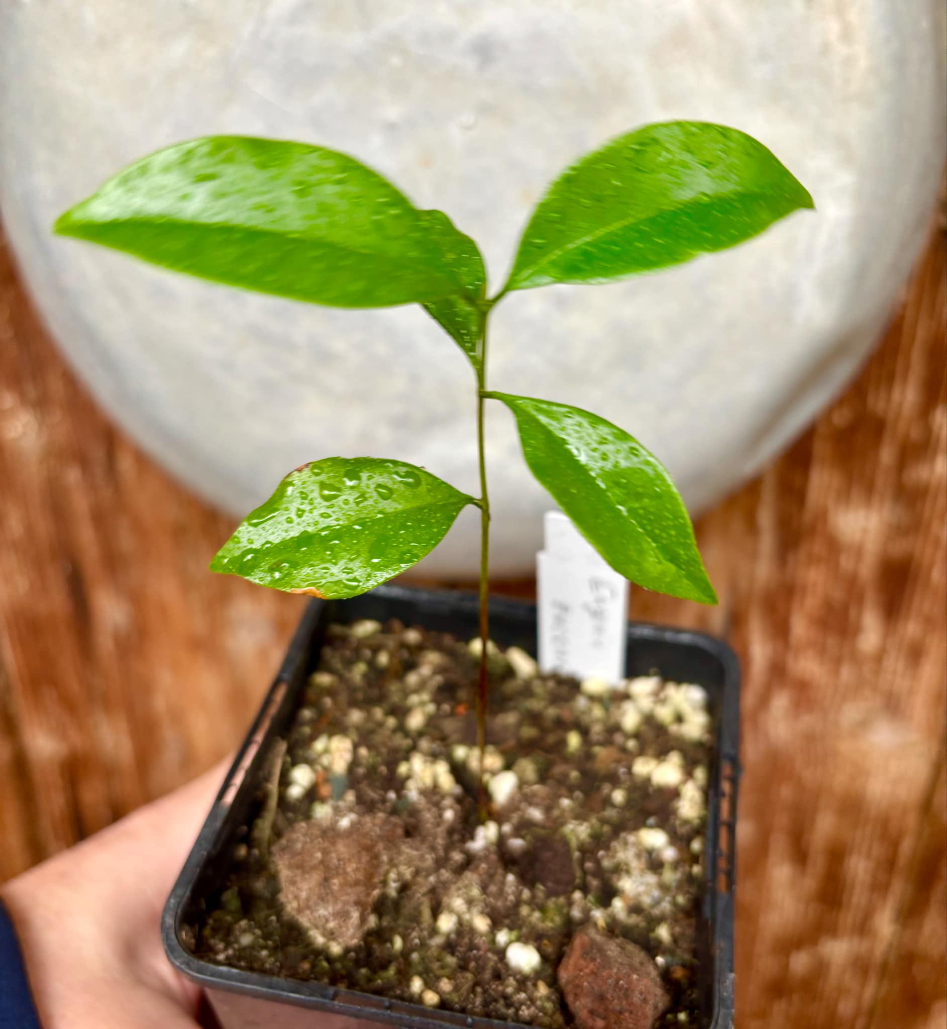 Eugenia zuccarini - 1 small potted seedling / 1 kleiner, getopfter Sämling