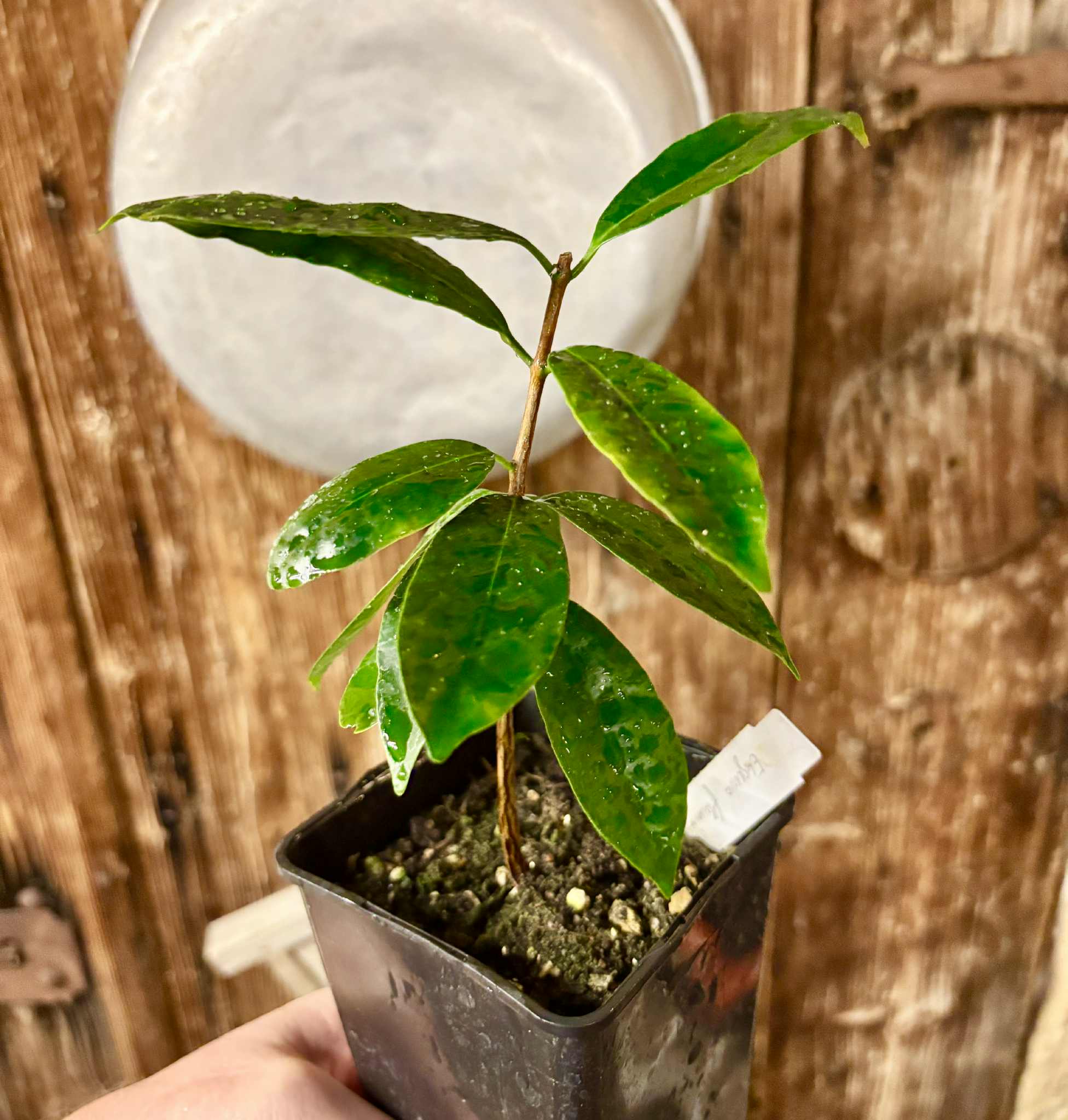 Eugenia flamingensis - 1 potted seedling / 1 getopfter Sämling