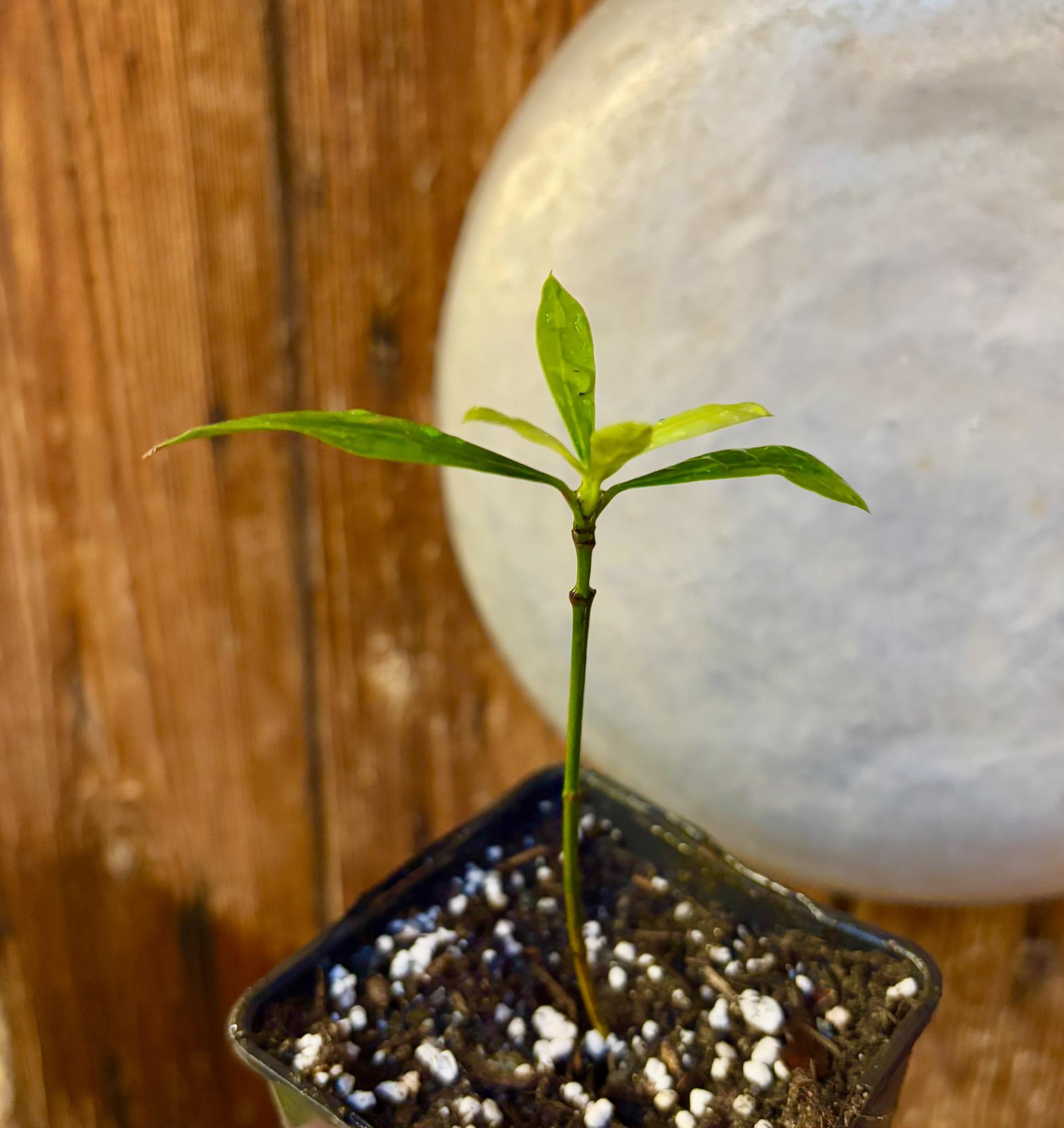 Lemon Drop Mangosteen (Garcinia intermedia) - 1 potted plant / 1 getopfte Pflanze