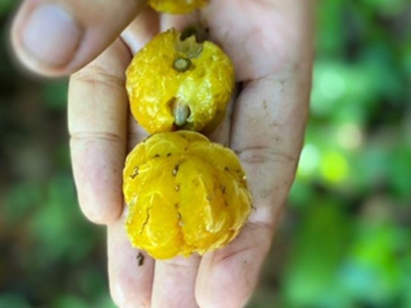 Wild Yellow Mulberry (Helicostylis tomentosa) - 1 fresh seed / 1 frischer Samen