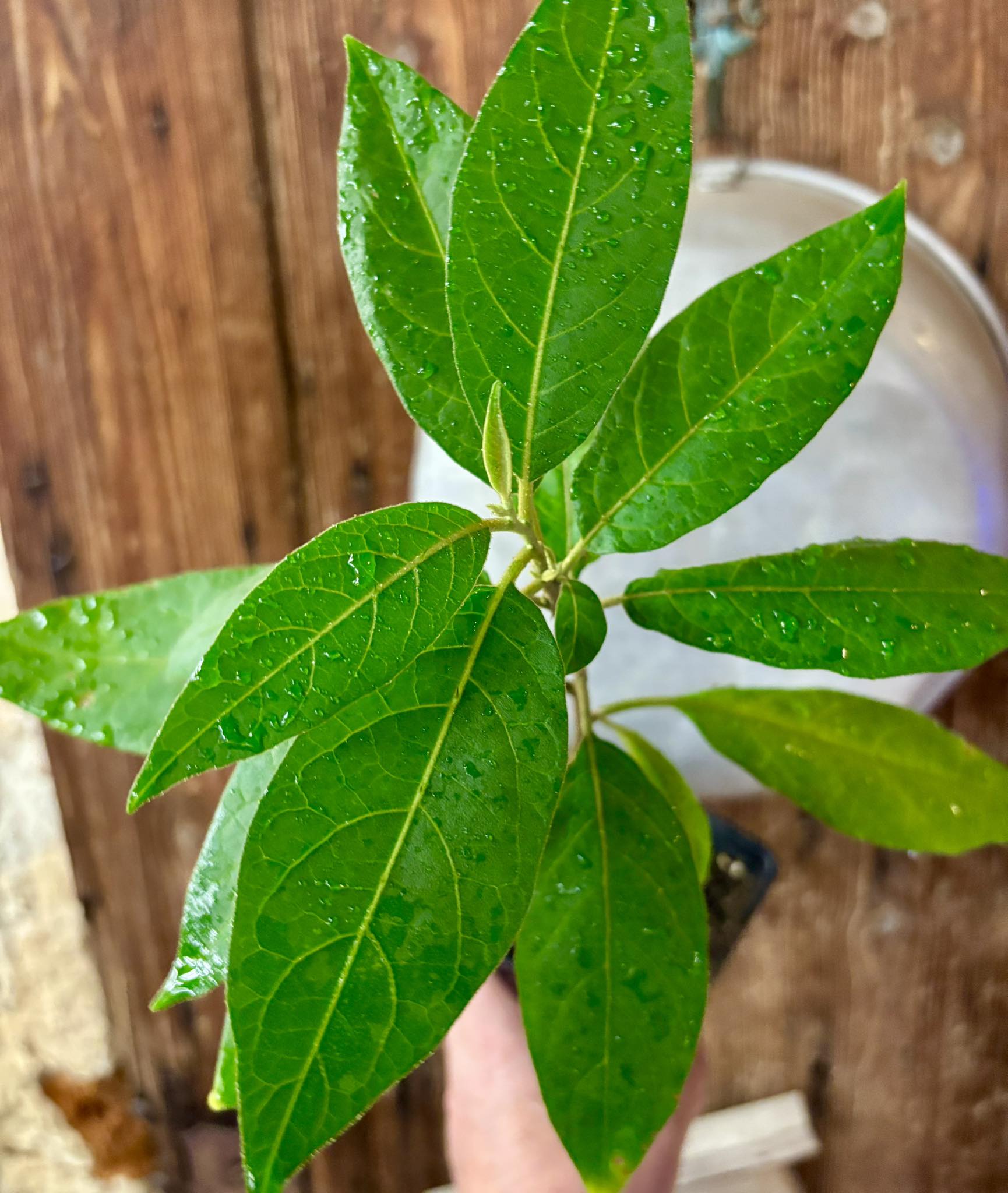 Solanum sp. Mata Escura - 1 potted plant / 1 getopfte Pflanze