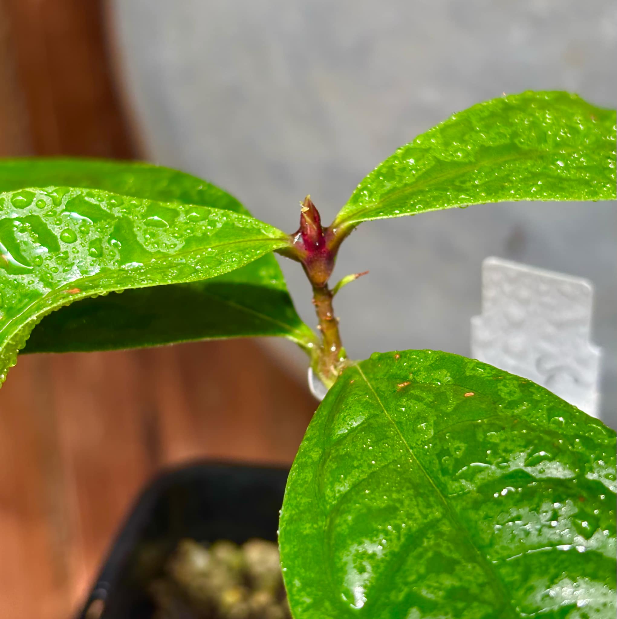 Syzygium siamense - 1 potted plant / 1 getopfte Pflanze