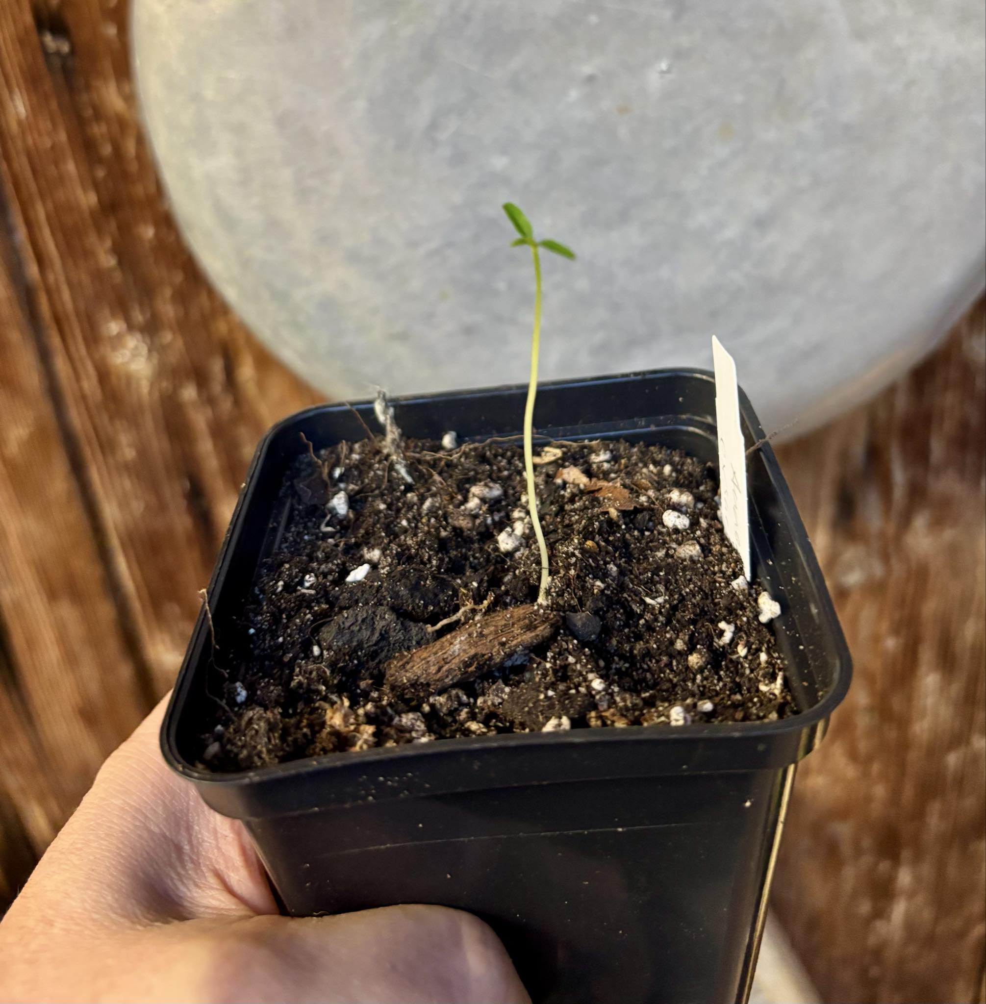 Annona exsucca - 1 small potted seedling / 1 kleiner, getopfter Sämling Annona exsucca - 1 small potted seedling / 1 kleiner, getopfter Sämling