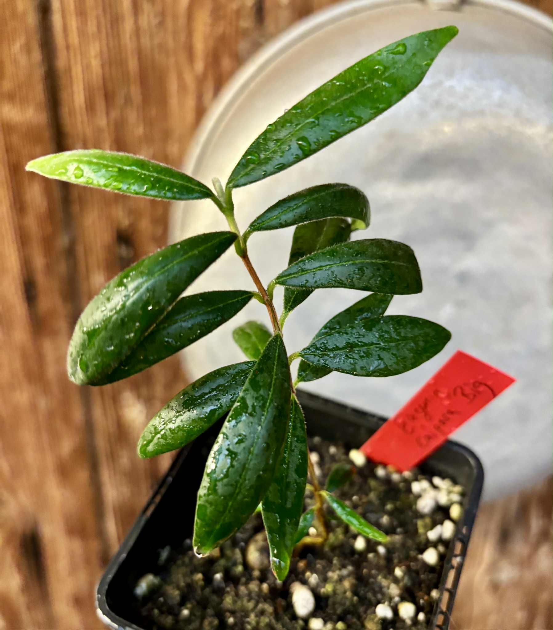 Eugenia caipora BIG -  1 potted plant / 1 getopfte Pflanze