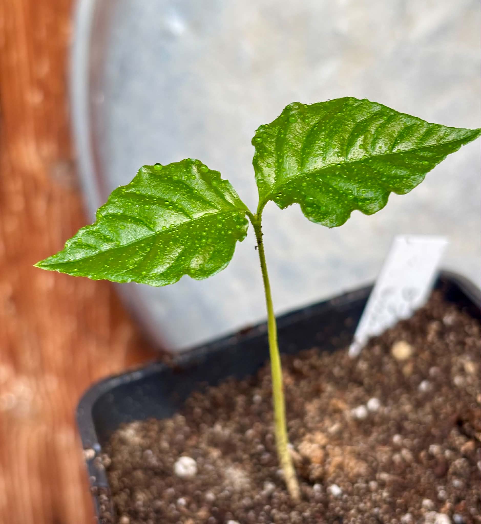 Guabiroba folha de maçã (Campomanesia malifolia) -  1 potted seedling / 1 getopfter Sämling