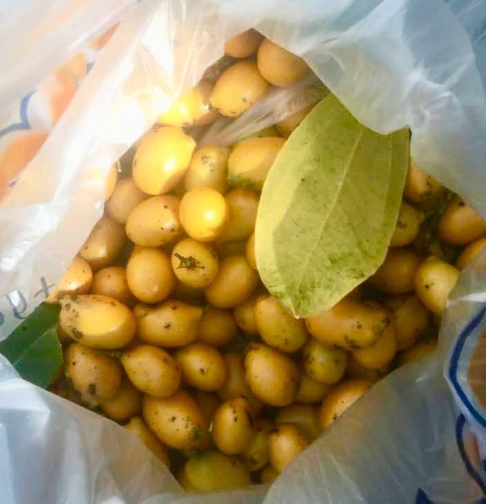 Pitombinha da Amazonia (Abuta grandifolia) - 1 potted seedling / 1 getopfter Sämling