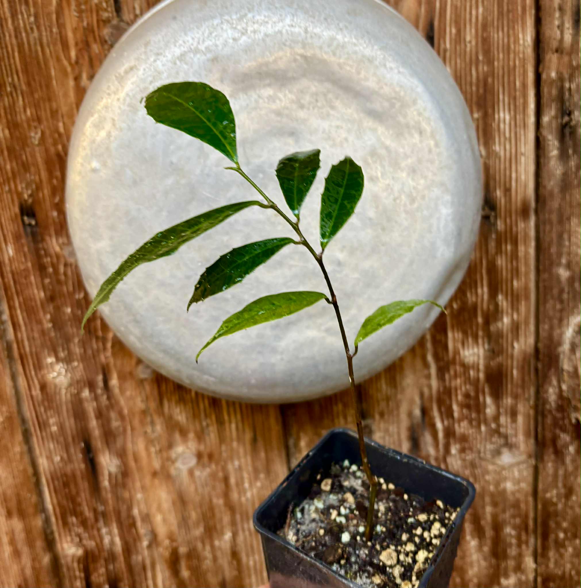 Brosimum alicastrum - Maya nut / Maya Nuss - 1 potted plant / 1 getopfte Pflanze