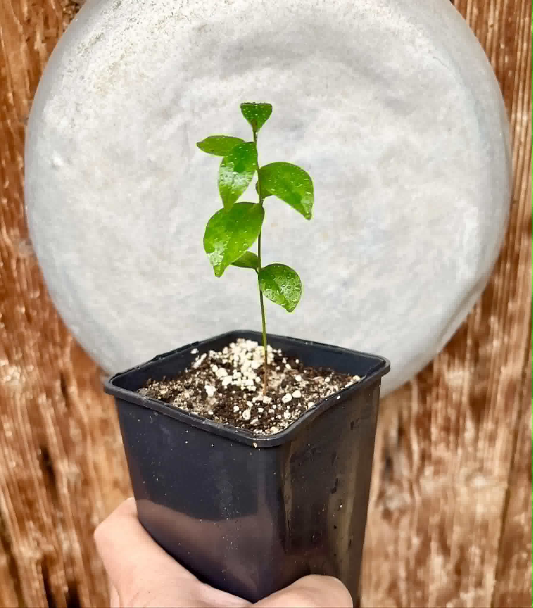 Eugenia zuccarini - 1 potted seedling / 1 getopfter Sämling