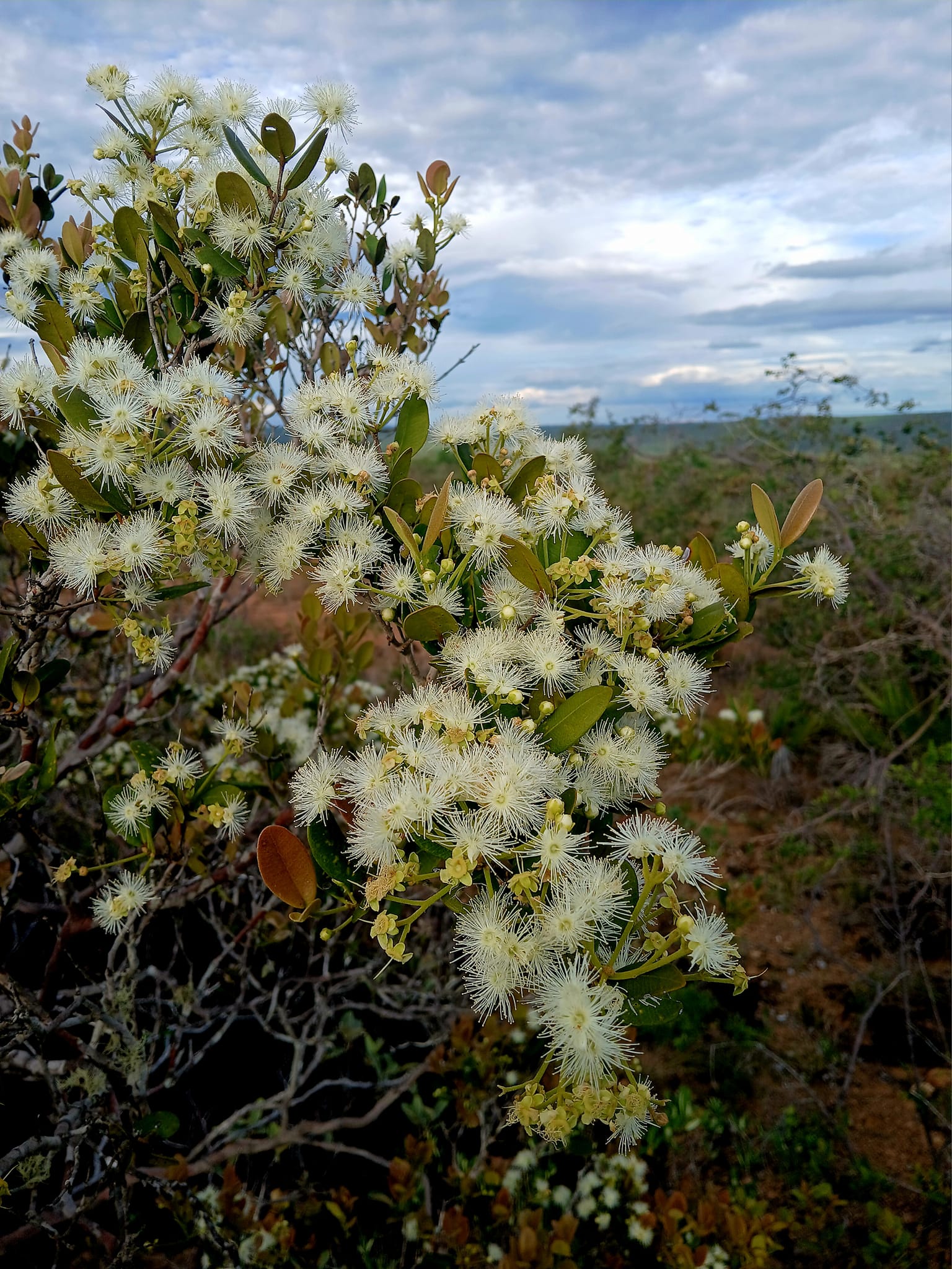 Bico Doce (Algrizea macrochlamys) -  2 germinated seeds / 2 gekeimte Samen