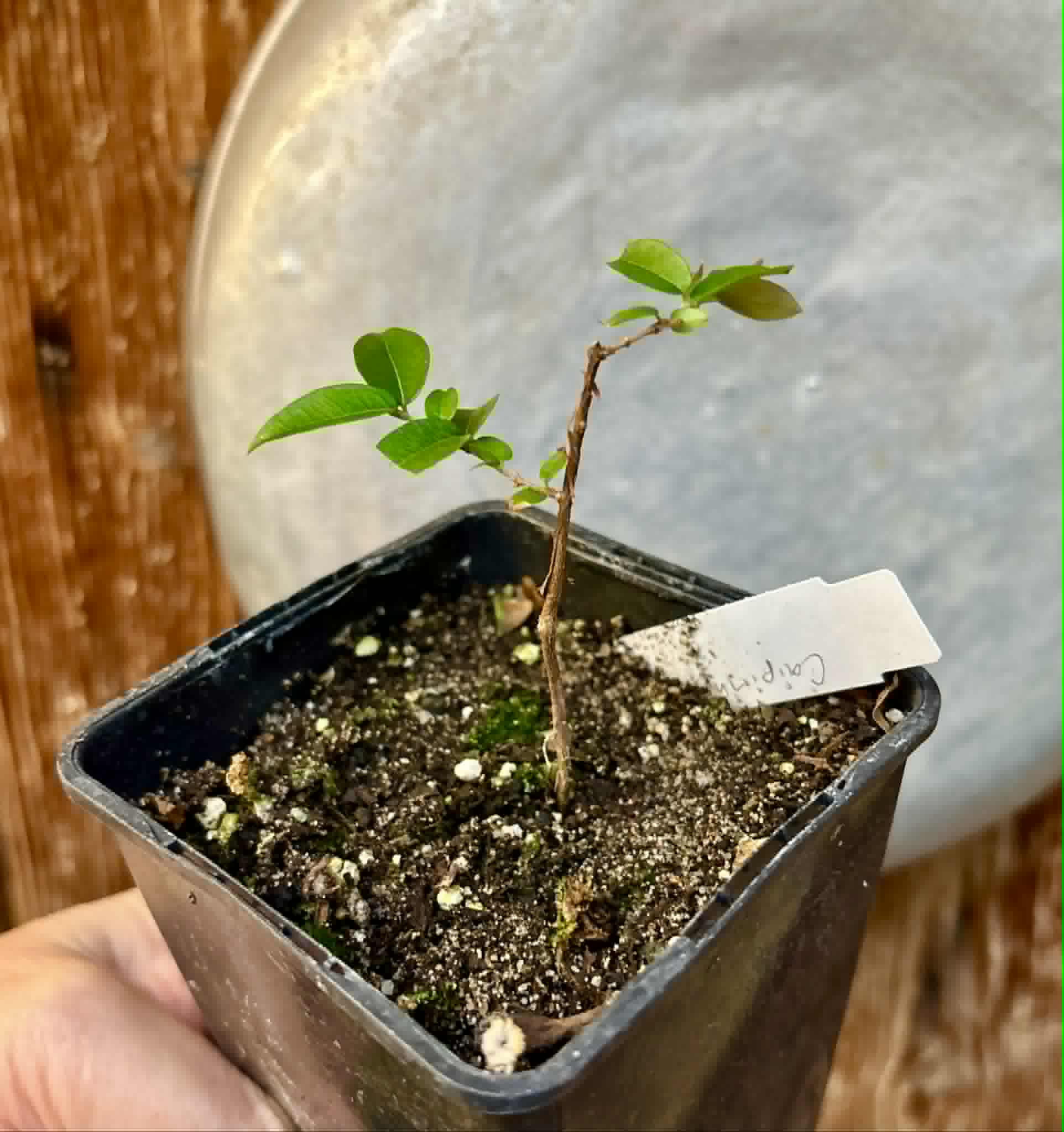Plinia sp Caipirinha - Guapurium caipirinha - 1 potted seedling / 1 getopfter Sämling