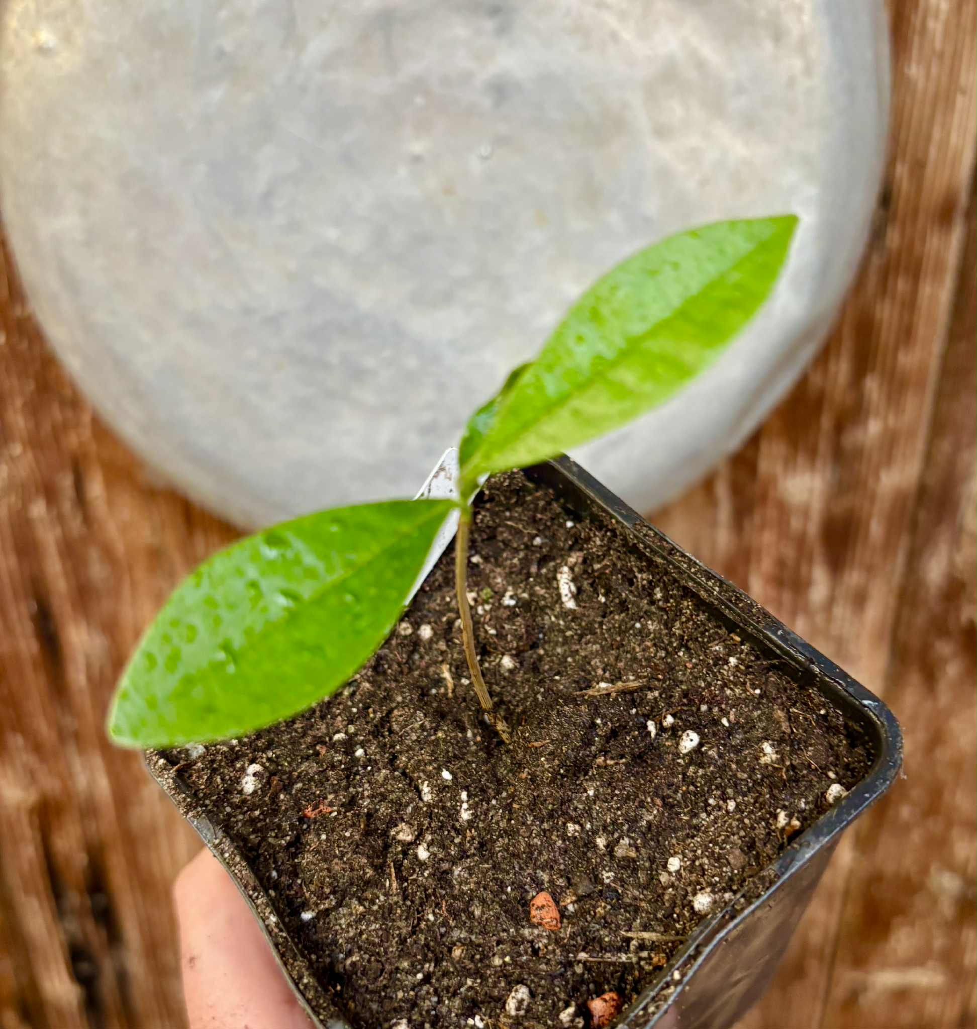 Duguetia lanceolata - Pindaiba - 1 small potted seedling / 1 kleiner, getopfter Sämling