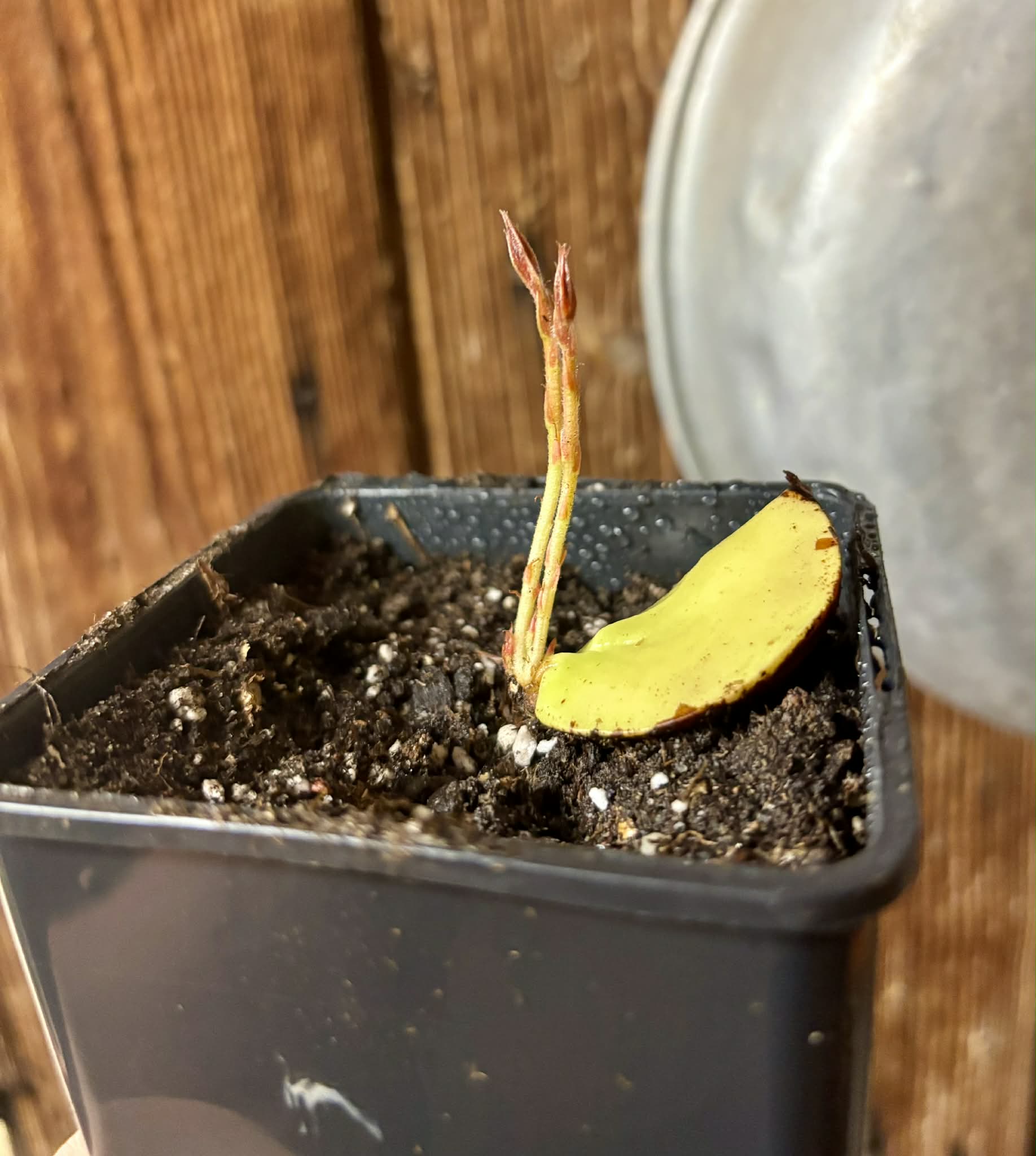 2 shots - Plinia longiacuminata -  1 potted seedling / 1 getopfter Sämling