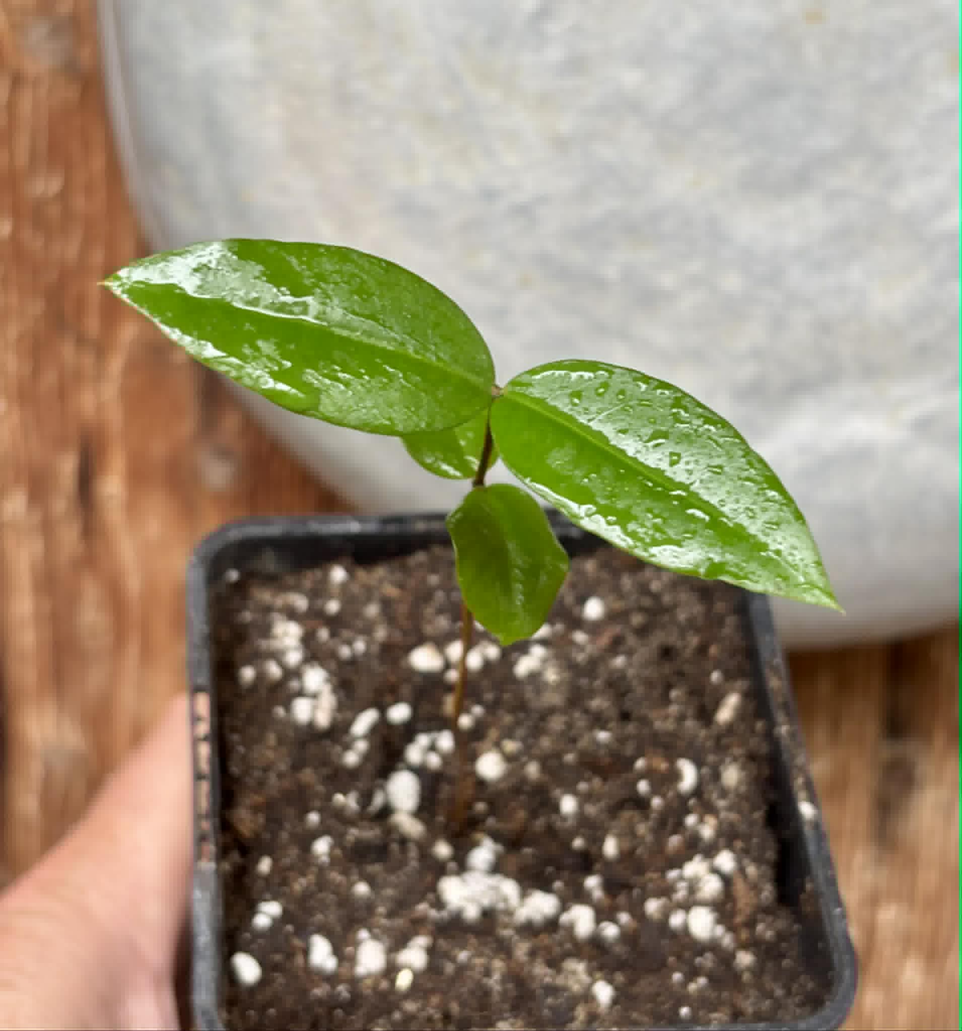 Mouriri sp Rondonia - 1 potted seedling / 1 getopfter Sämling