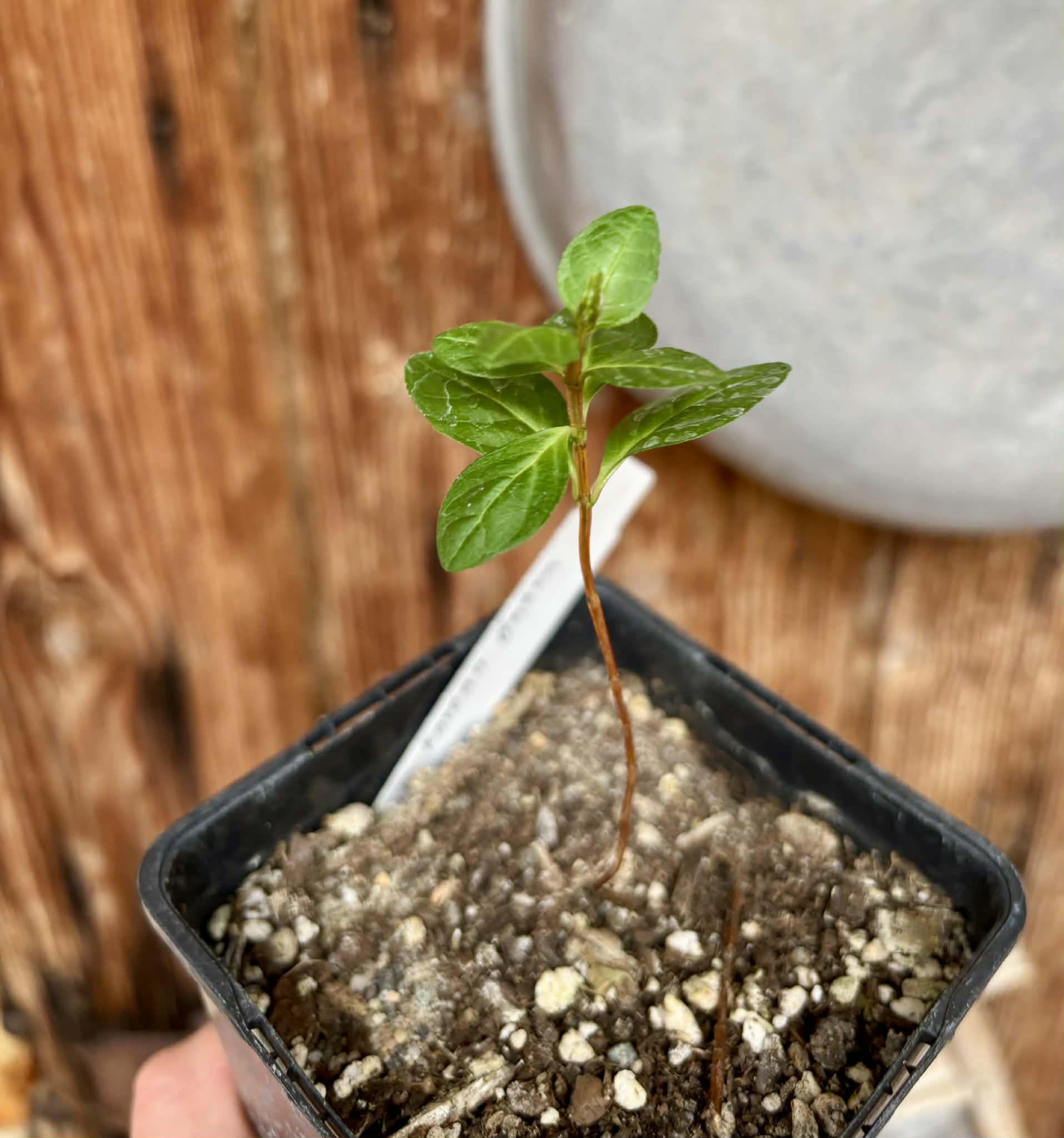 Giant Korean Guava (Psidium guajava) - 1 small potted seedling / 1 kleiner, getopfter Sämling
