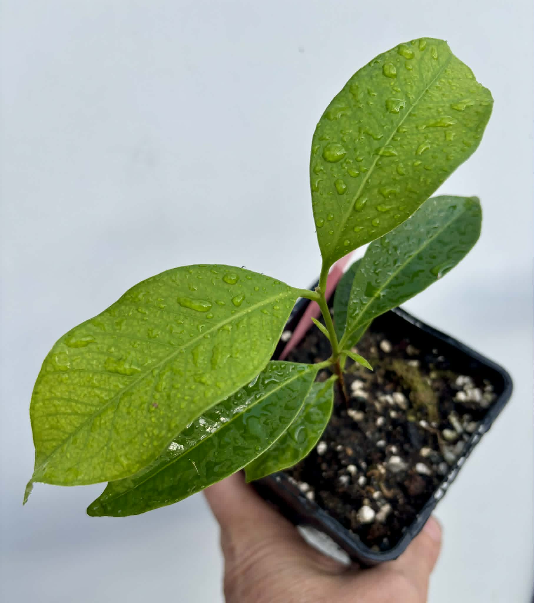 Grumixama-açu (Eugenia villae-novae) - 1 potted seedling / 1 getopfter Sämling