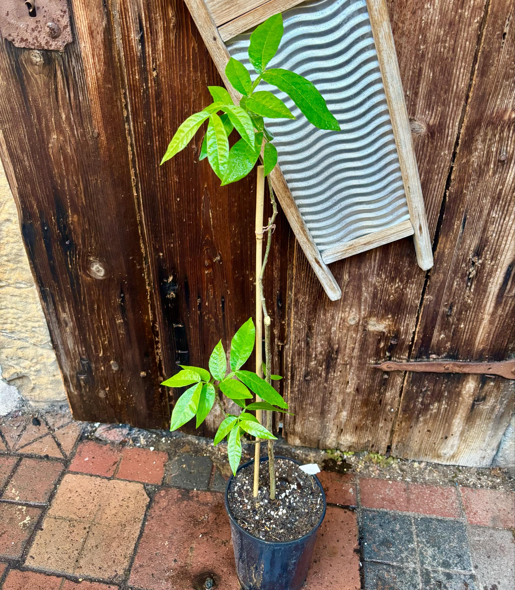 Litchi chinensis - var. Fei Zi Xiao (Litchi chinensis) - 1 potted plant / 1 getopfte Pflanze